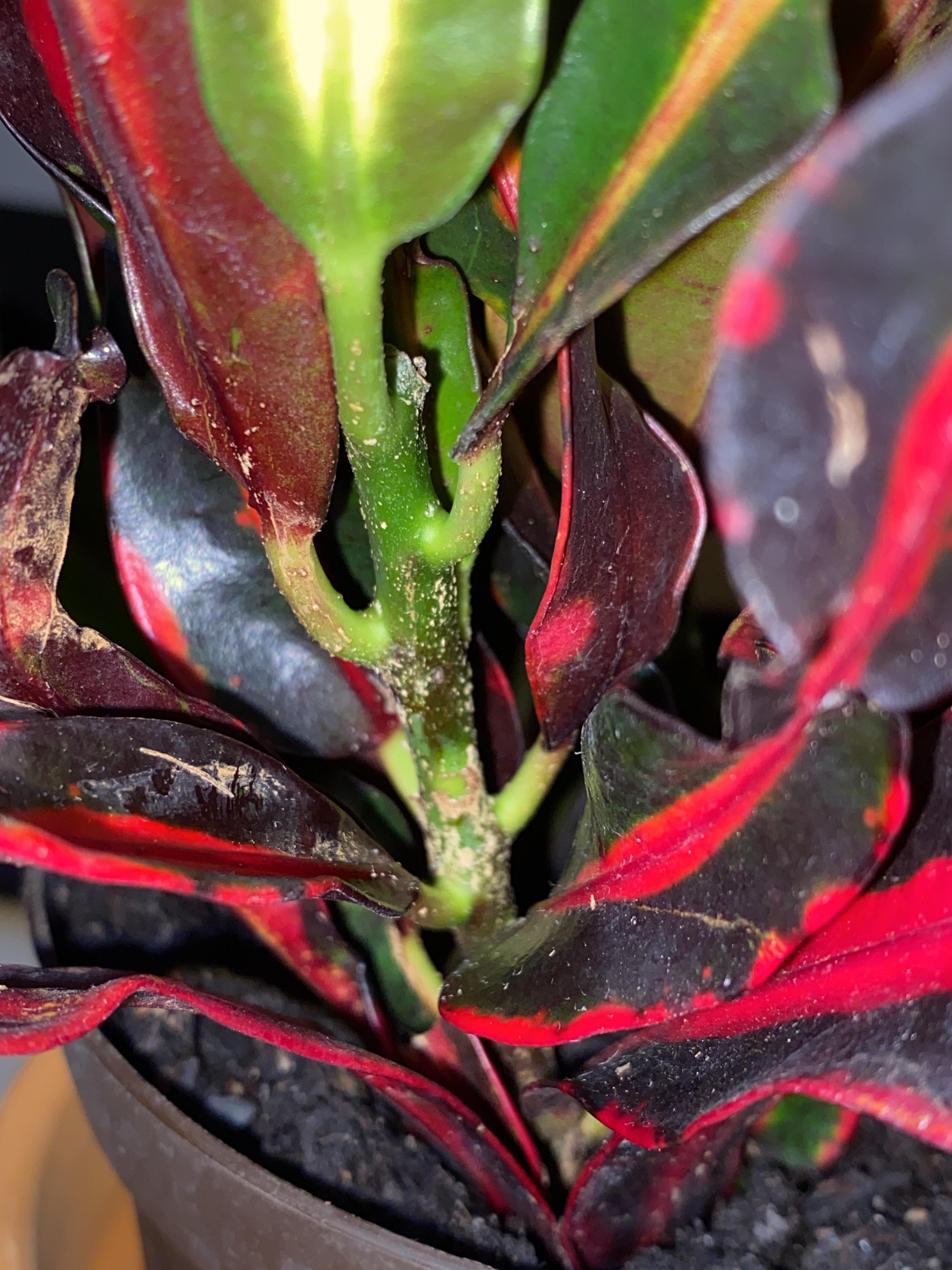 Just got this croton mammy; it appeared to be doing well but noticed