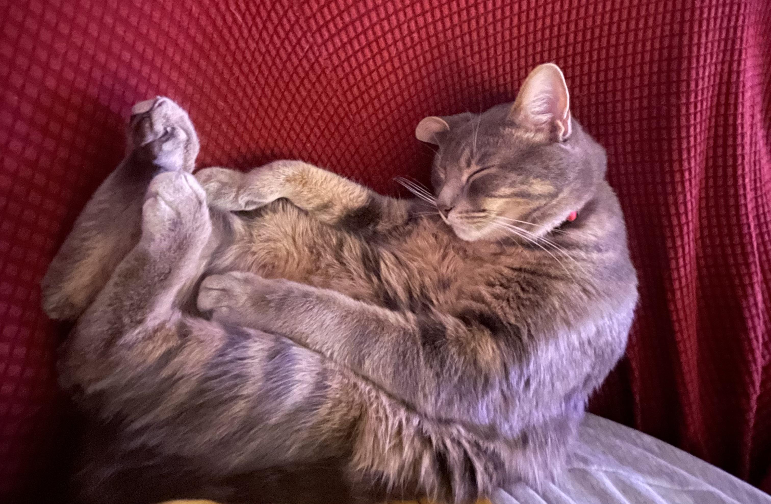 Anyone ever seen a cat sleep upside down before? 😜 r/cats