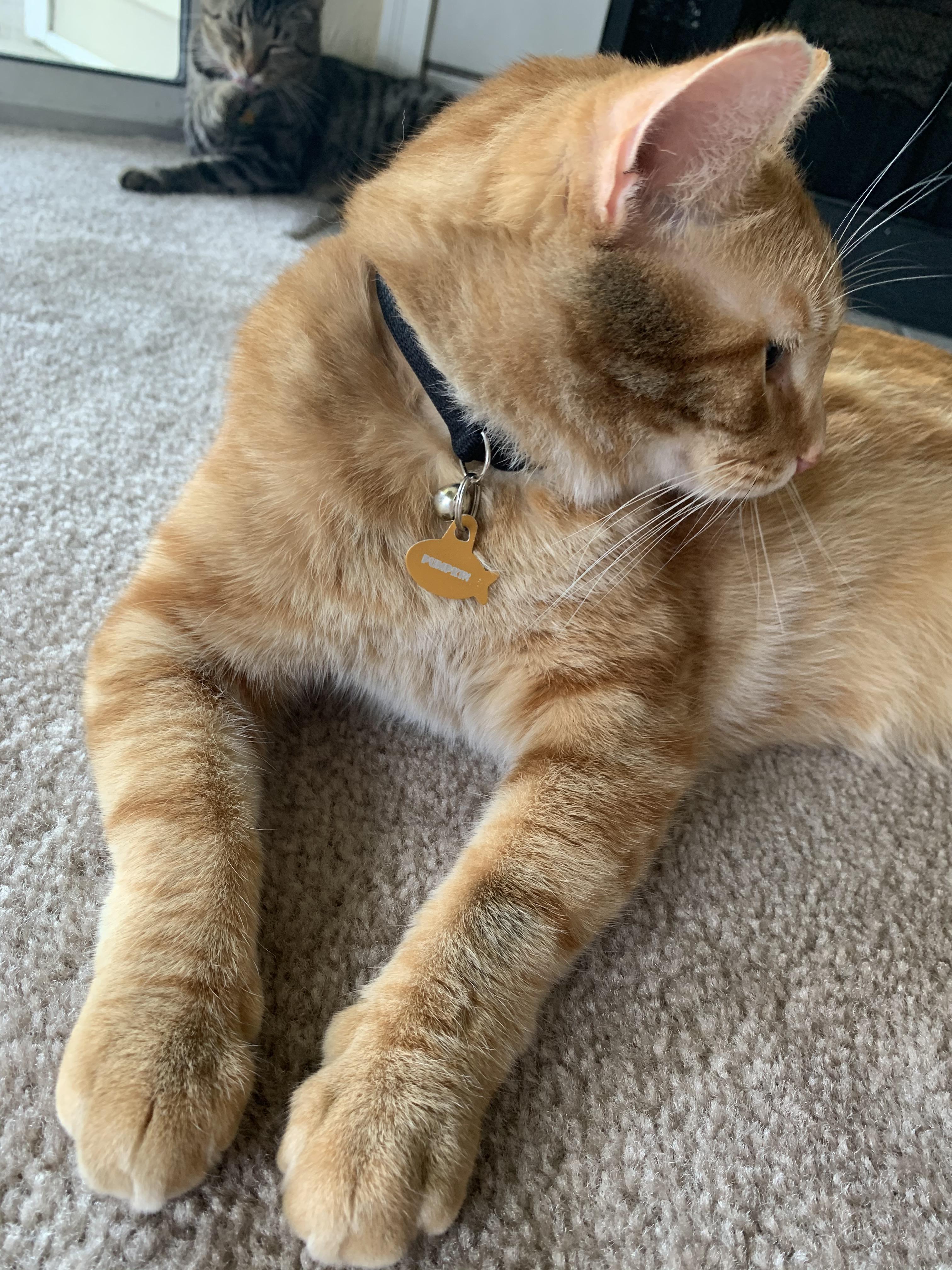 What are these grey patches in my cat’s fur? r/vet