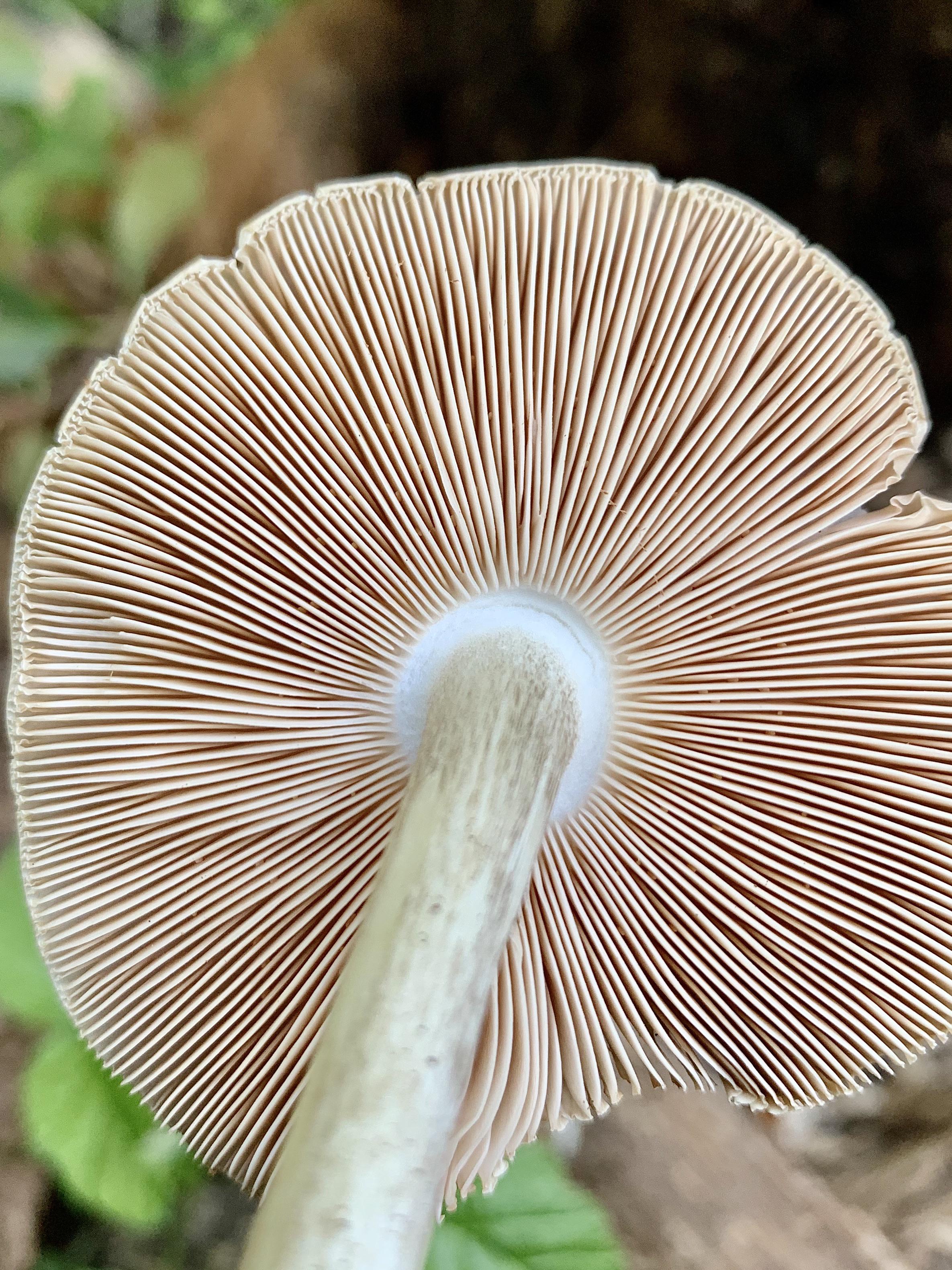 The gills on this mushroom mildlyinteresting