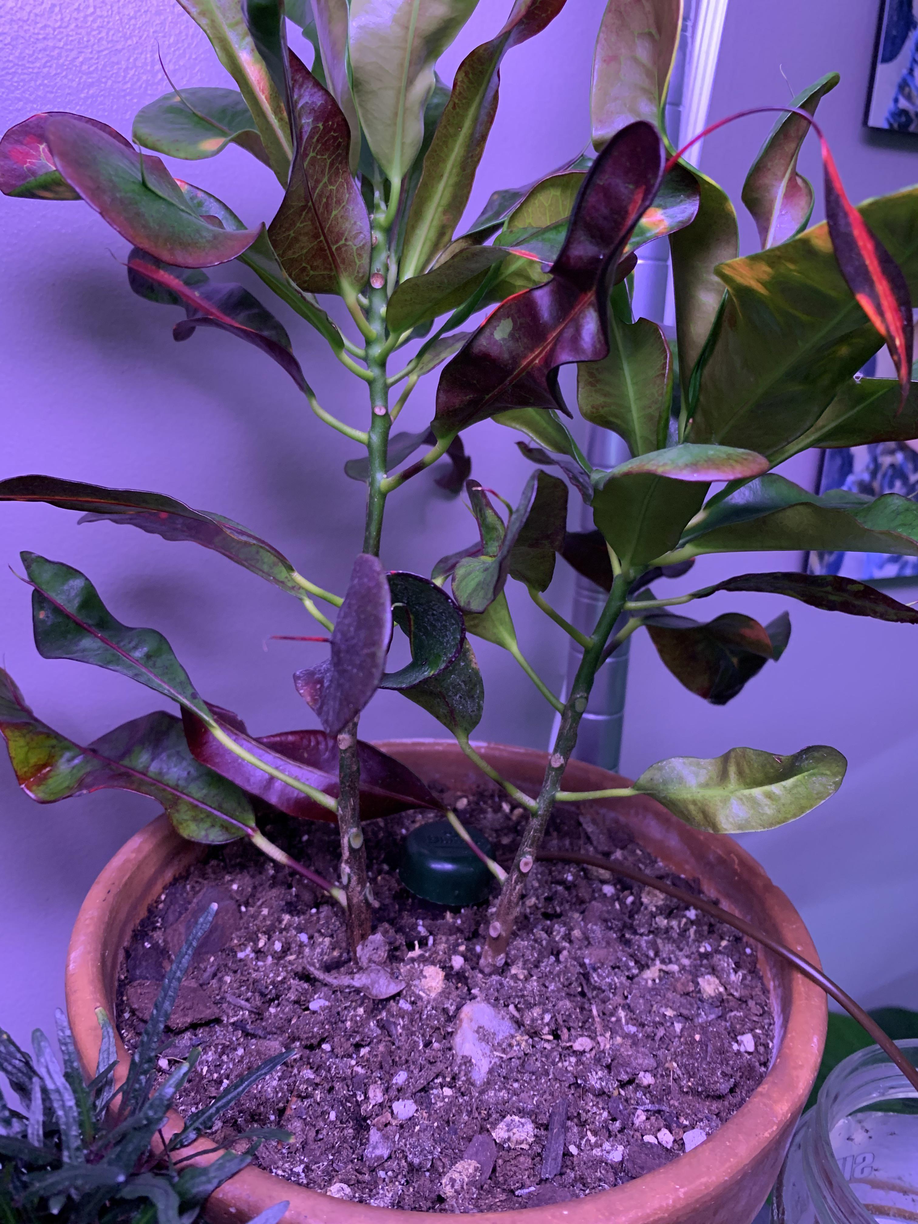 Noticing my croton leaves turning burgundy in the middle of the leaf