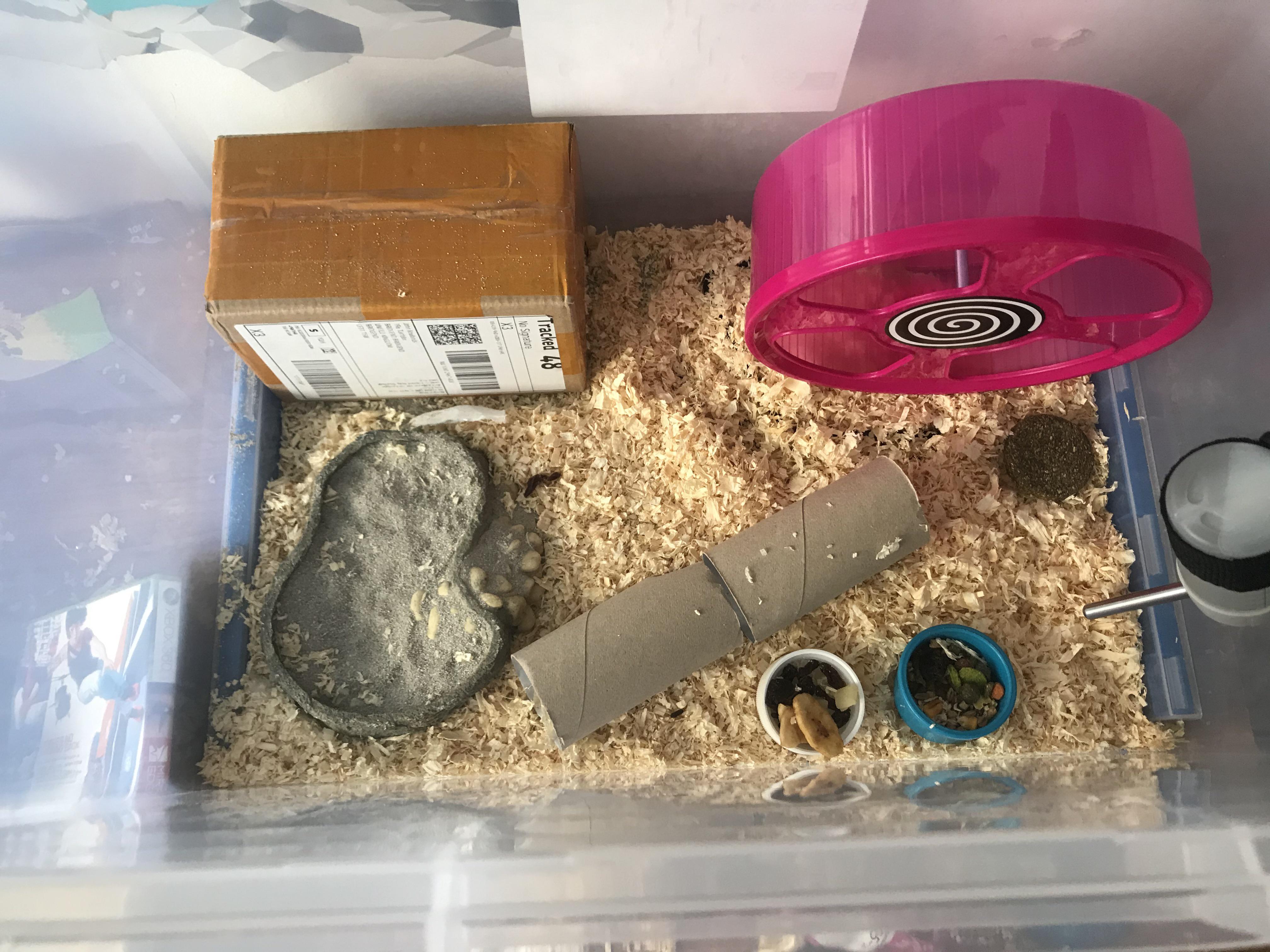 Just upgraded my hamsters cage. Anyone got any advice as it is my first