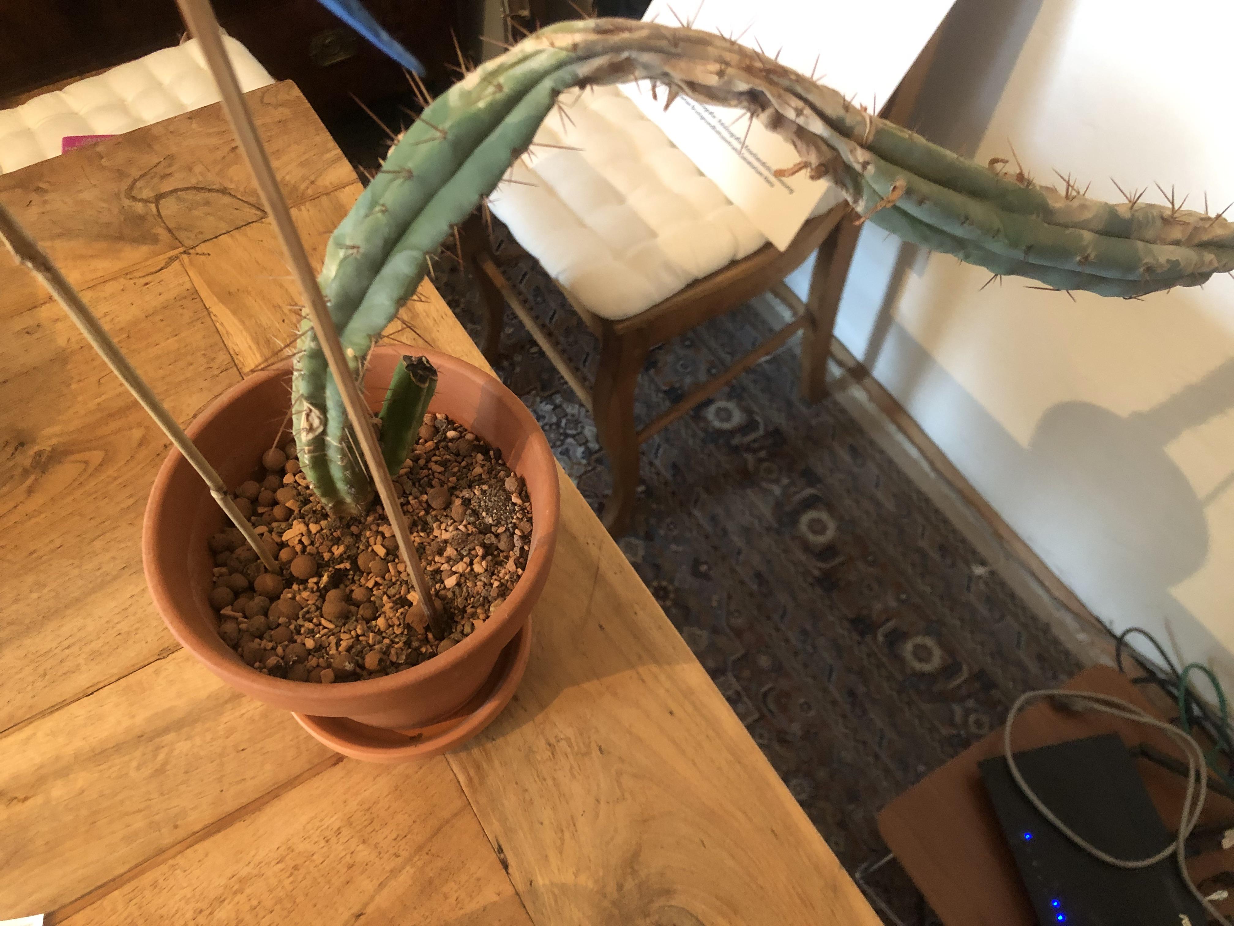 Cactus drying out in the middle what todo? r/cactusenthusiasts