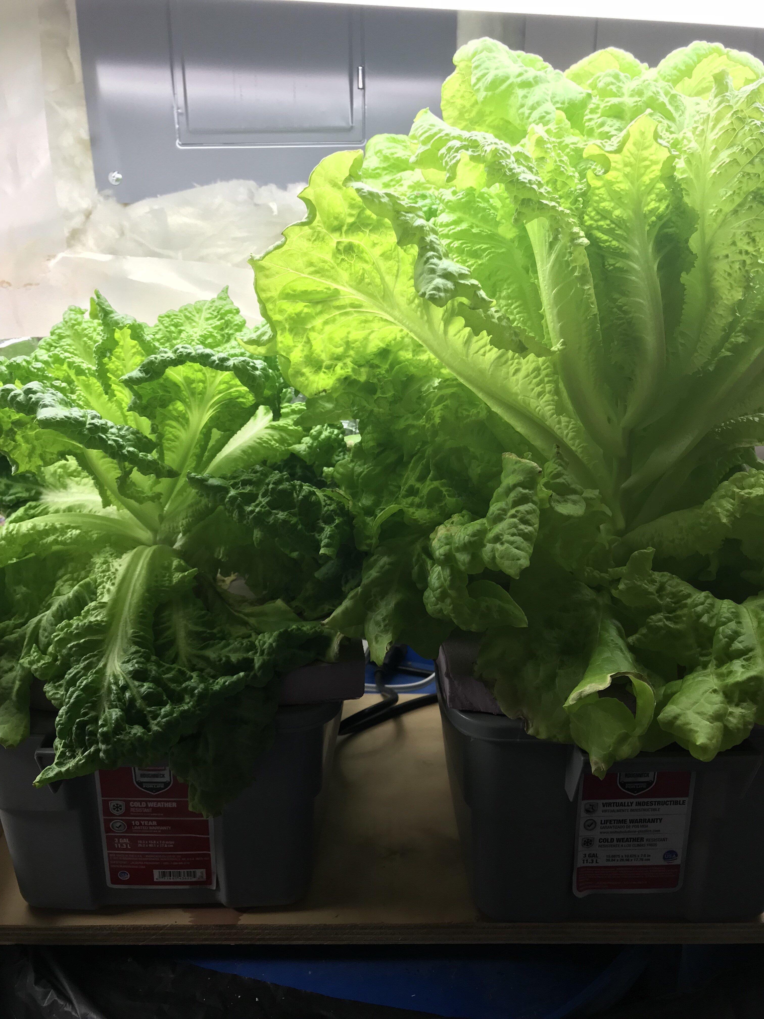 Some lettuce growing in my basement r/gardening