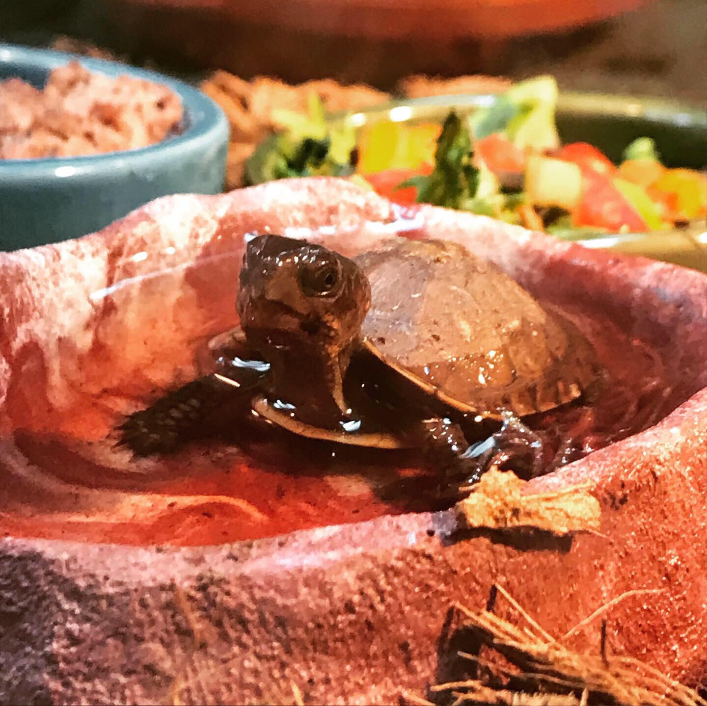 One of the newest hatchlings enjoying some bloodworms r/turtle