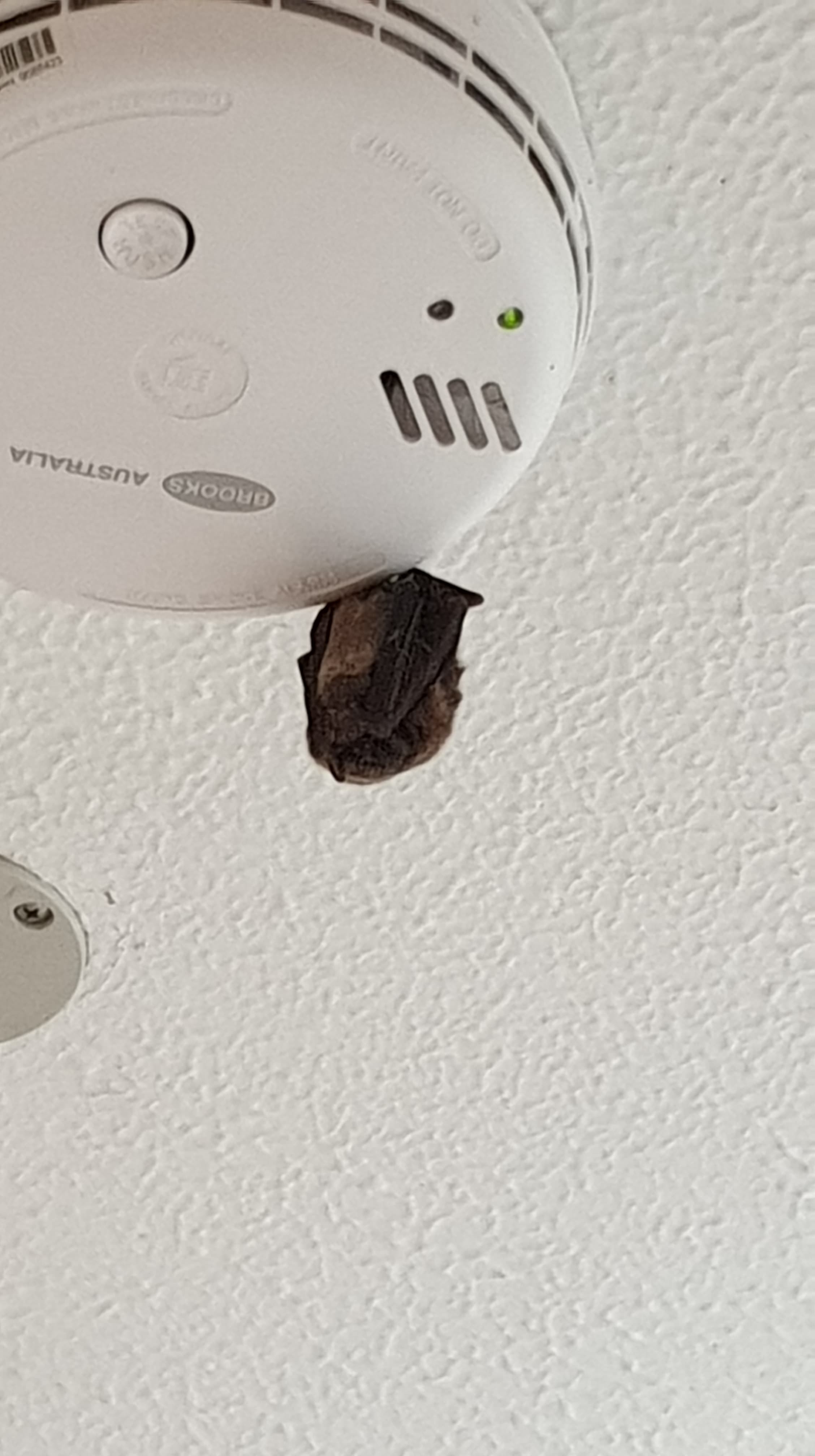 There's a bat in my house r/darwin