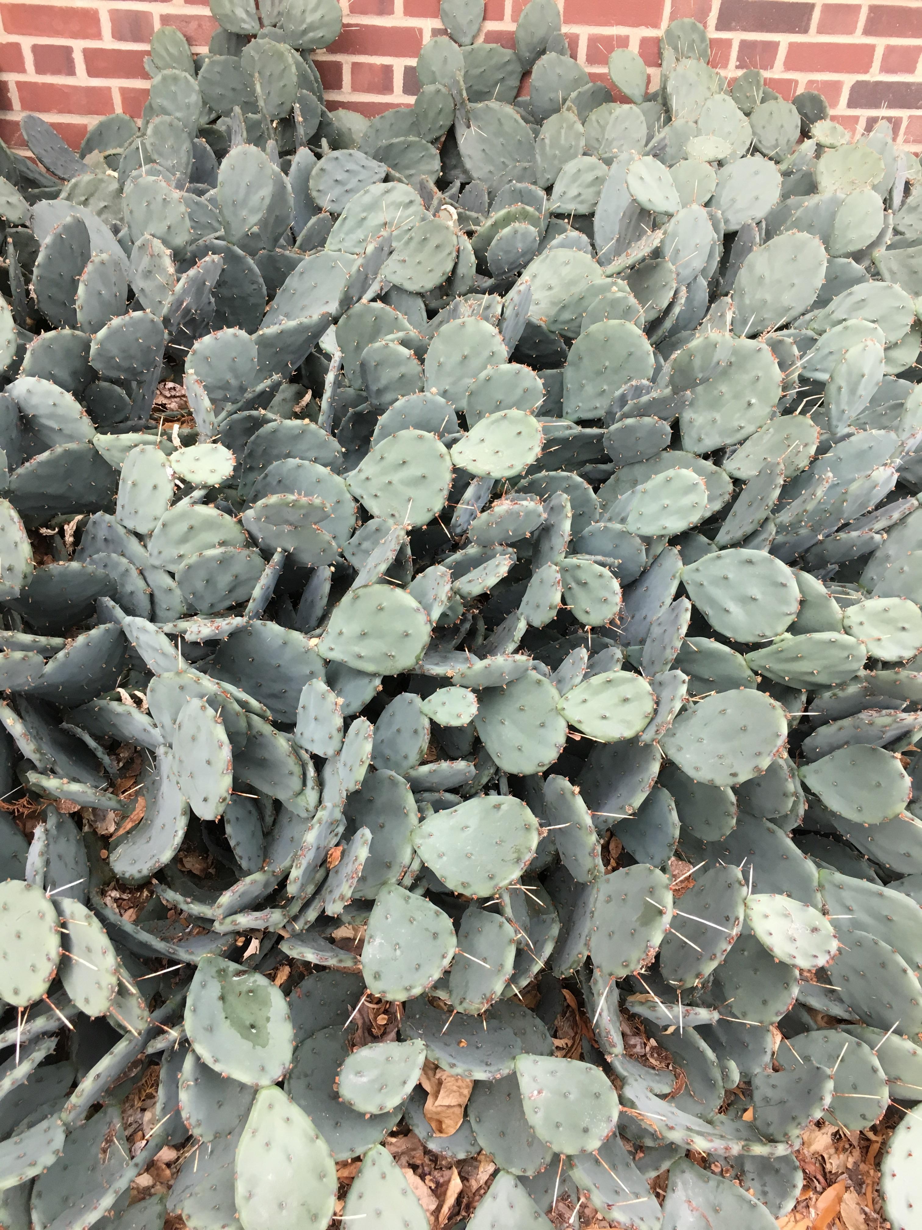 Does anyone know what kind of cacti these are?! They’re located outside, completely exposed to