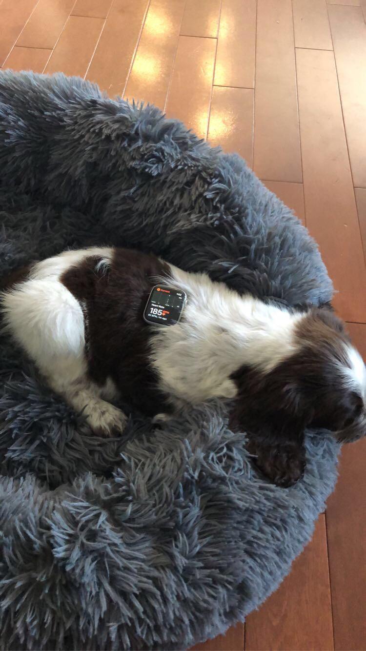 What Should A Puppys Heart Rate Be