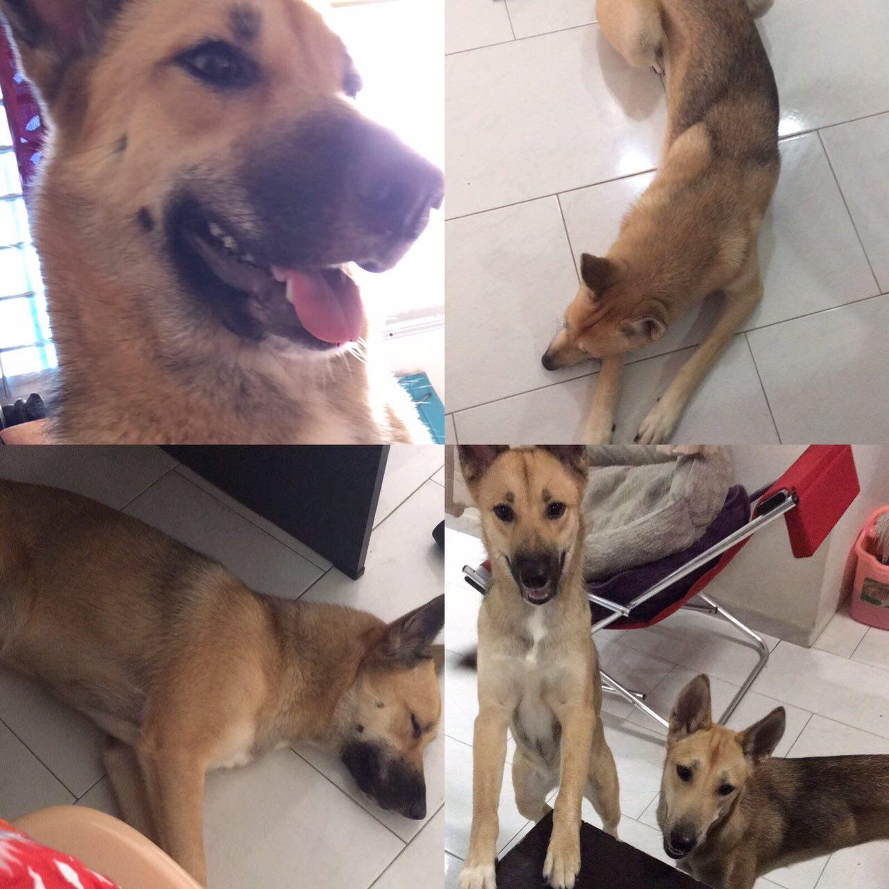 lost dogs singapore