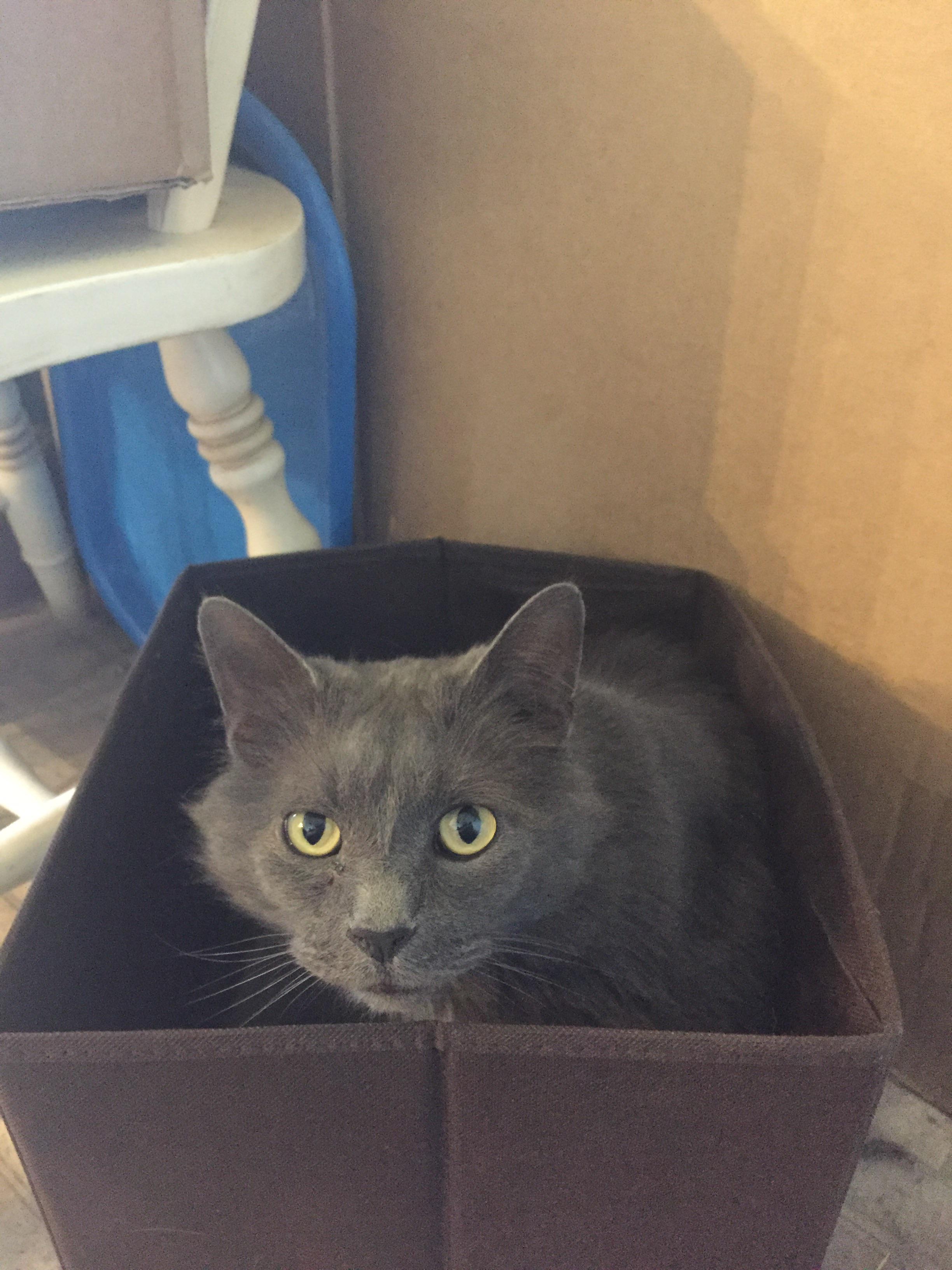 This cube container (IDK what the actual name for it is) just became a