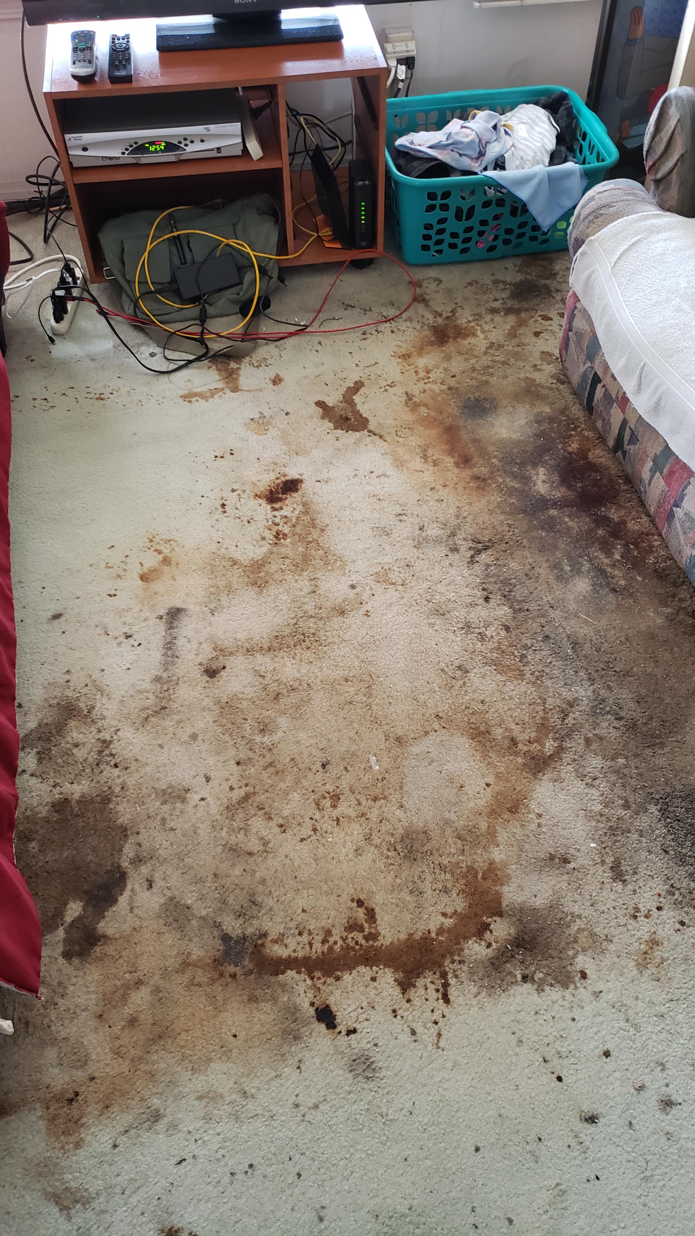 Is this mold or just stains? Pretty sure it's mold. Went to clean an