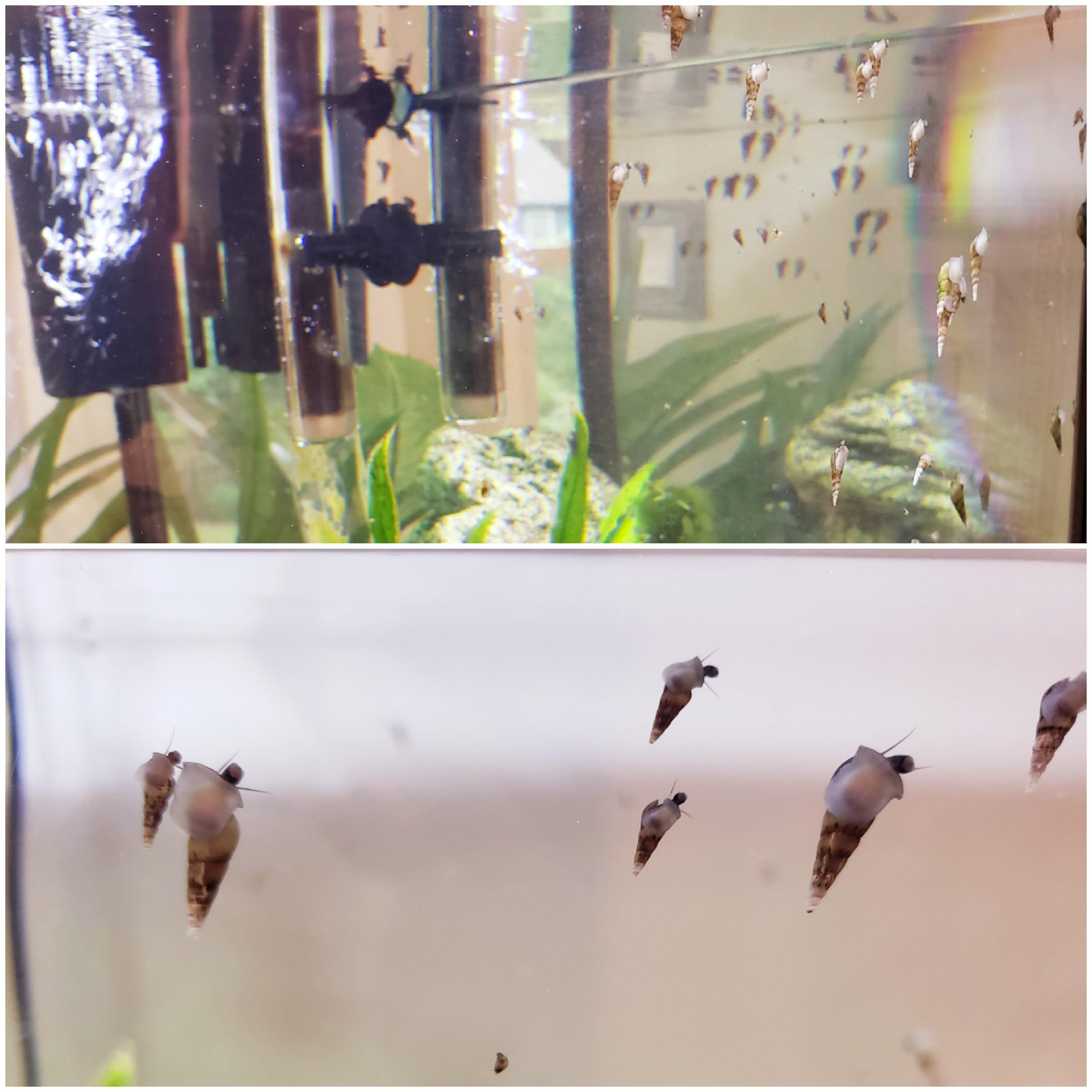 215 best Fishless images on Pholder Aquariums, Bettafish and Planted Tank