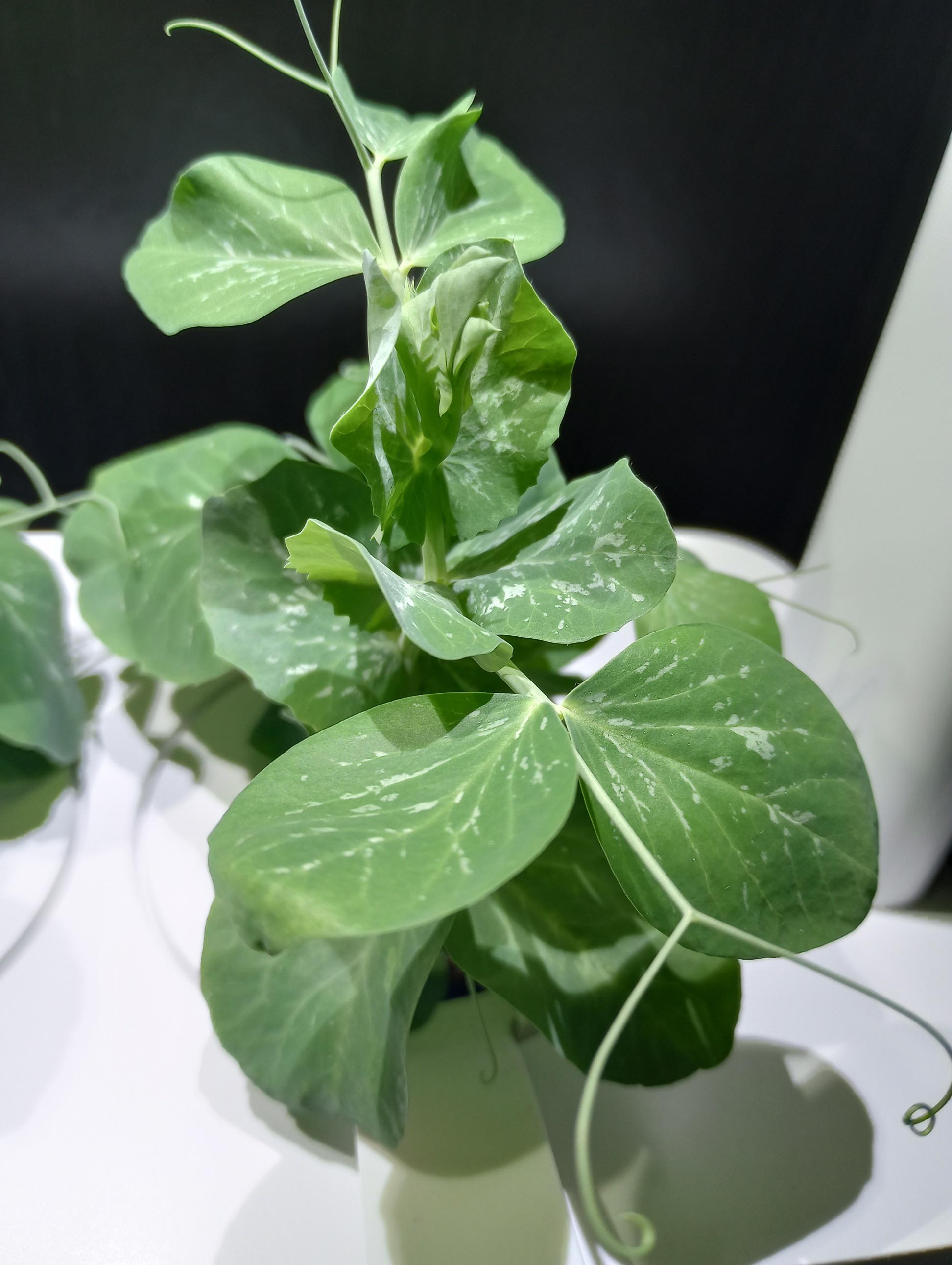 Why do my dwarf snow peas have white spots? r/vegetablegardening