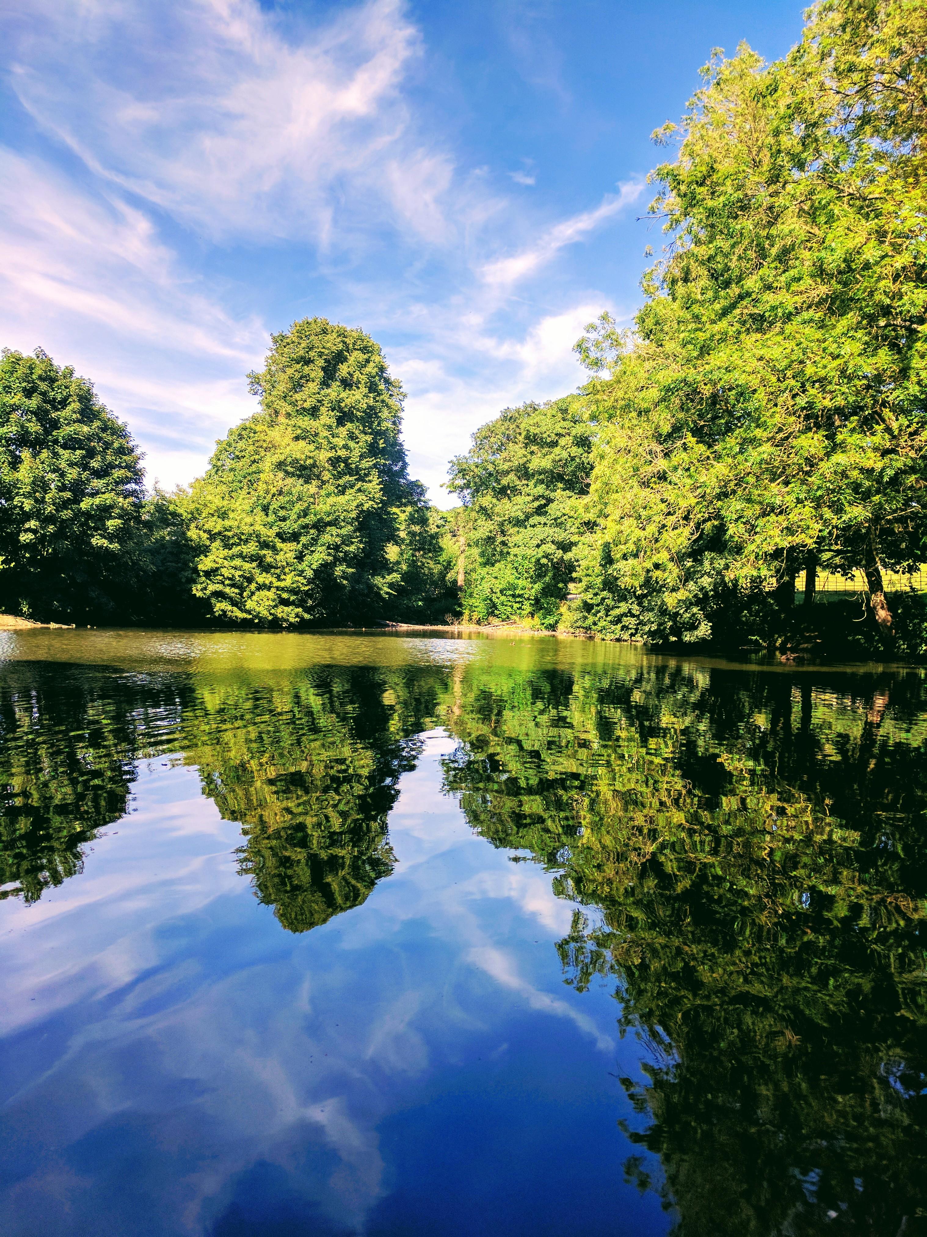 Tree reflection's in Graves Park, Sheffield, United Kingdom [3036x4048