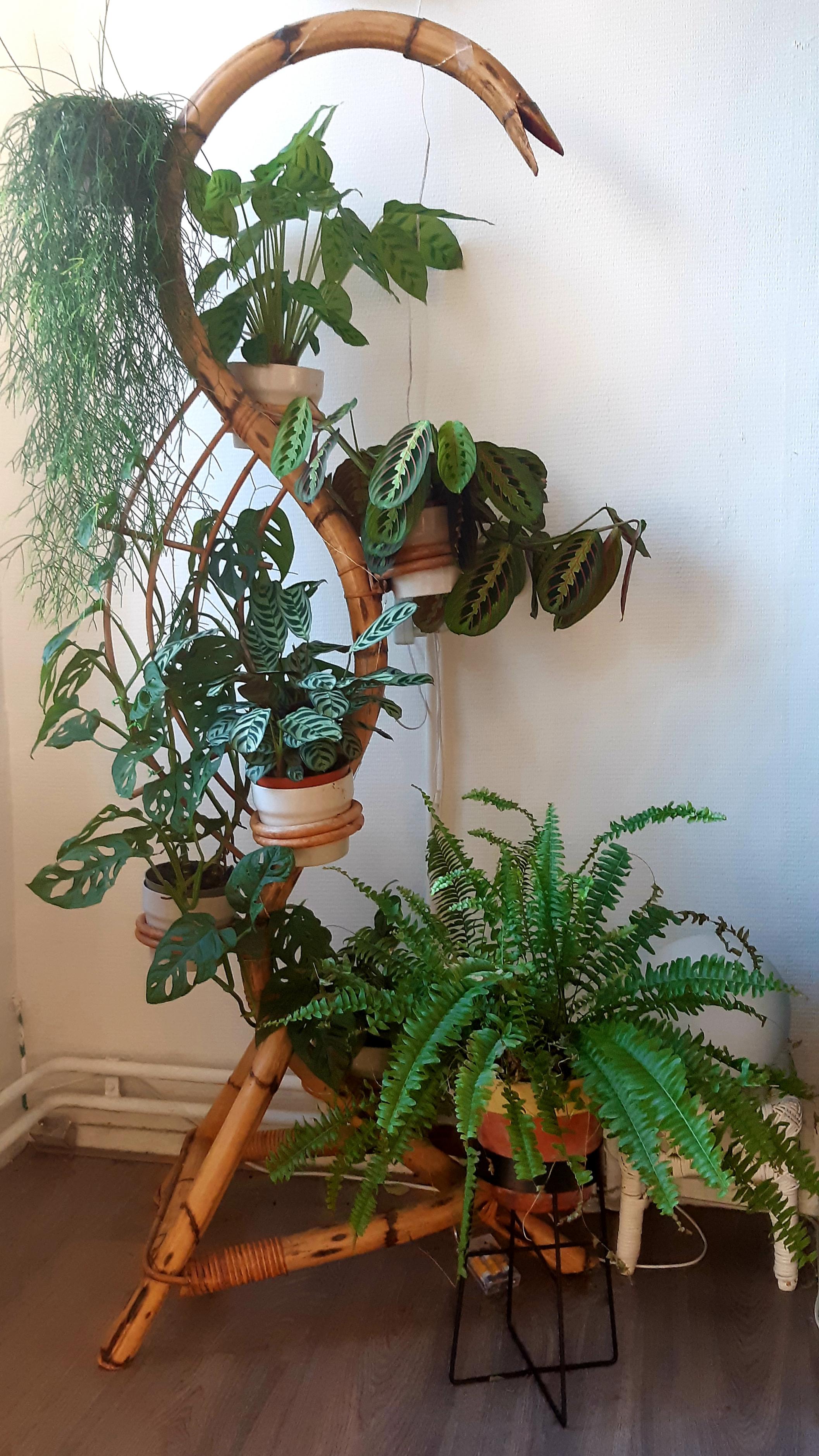 My 60s rattan snake plant stand ♡