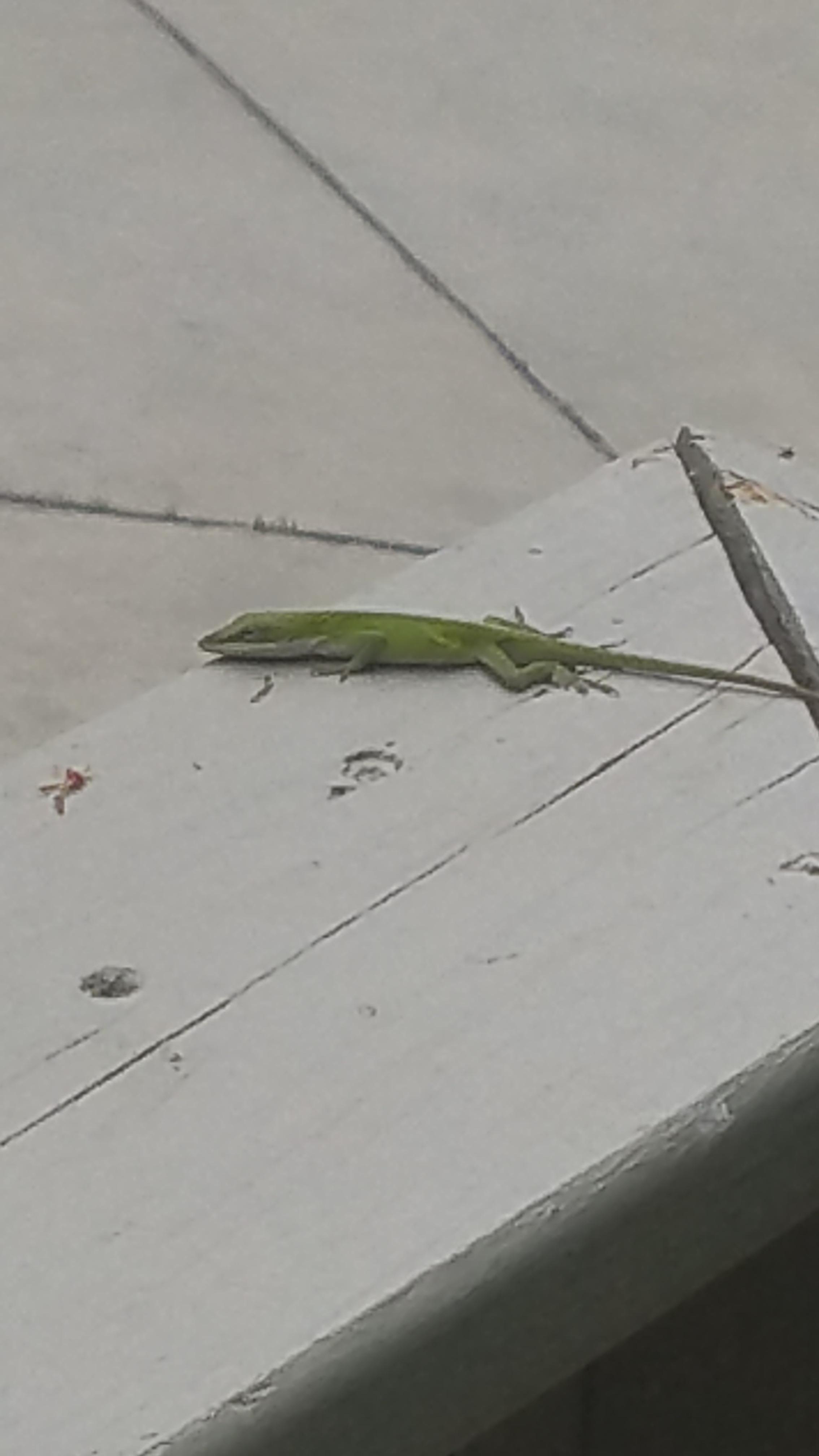 Gecko in Charlotte NC r/reptiles