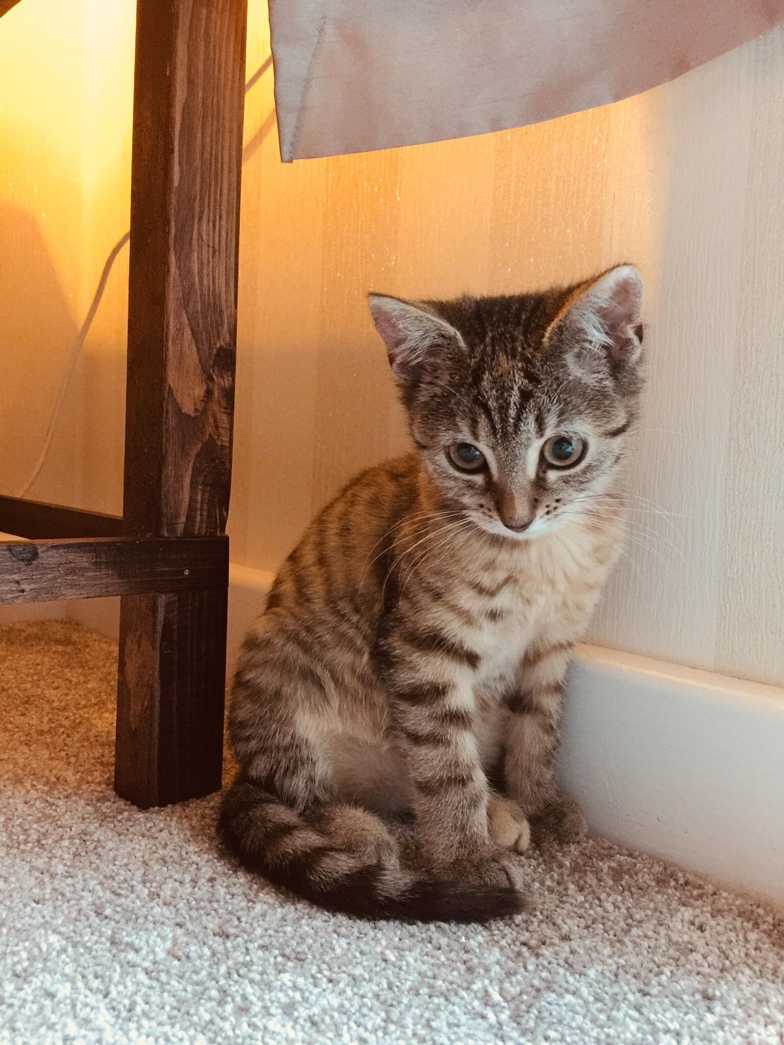 My cat of 2 months 😻 r/AnimalPorn