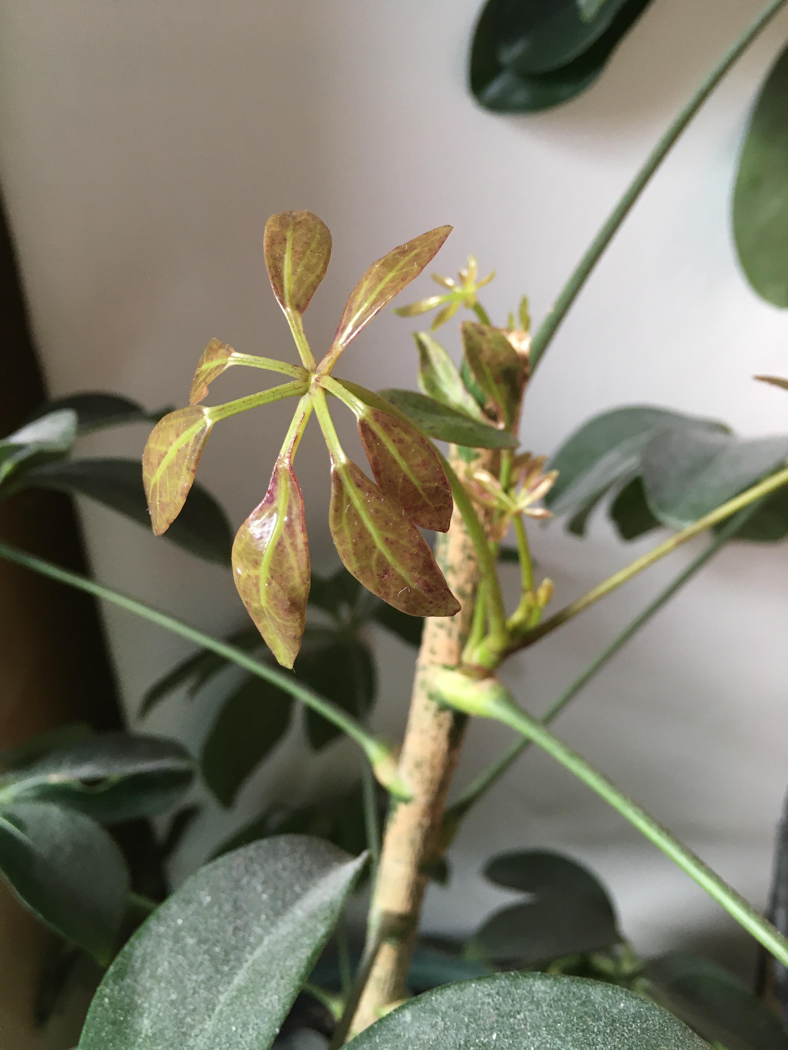 Weird new growth on Umbrella plant r/plantclinic