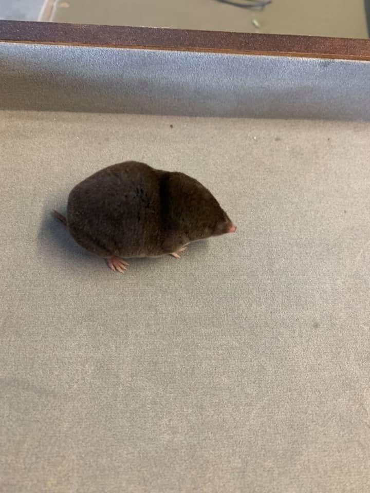 Saved this cute giant mole from the cold today. All it gave me was big bones, 1 mole claw, and