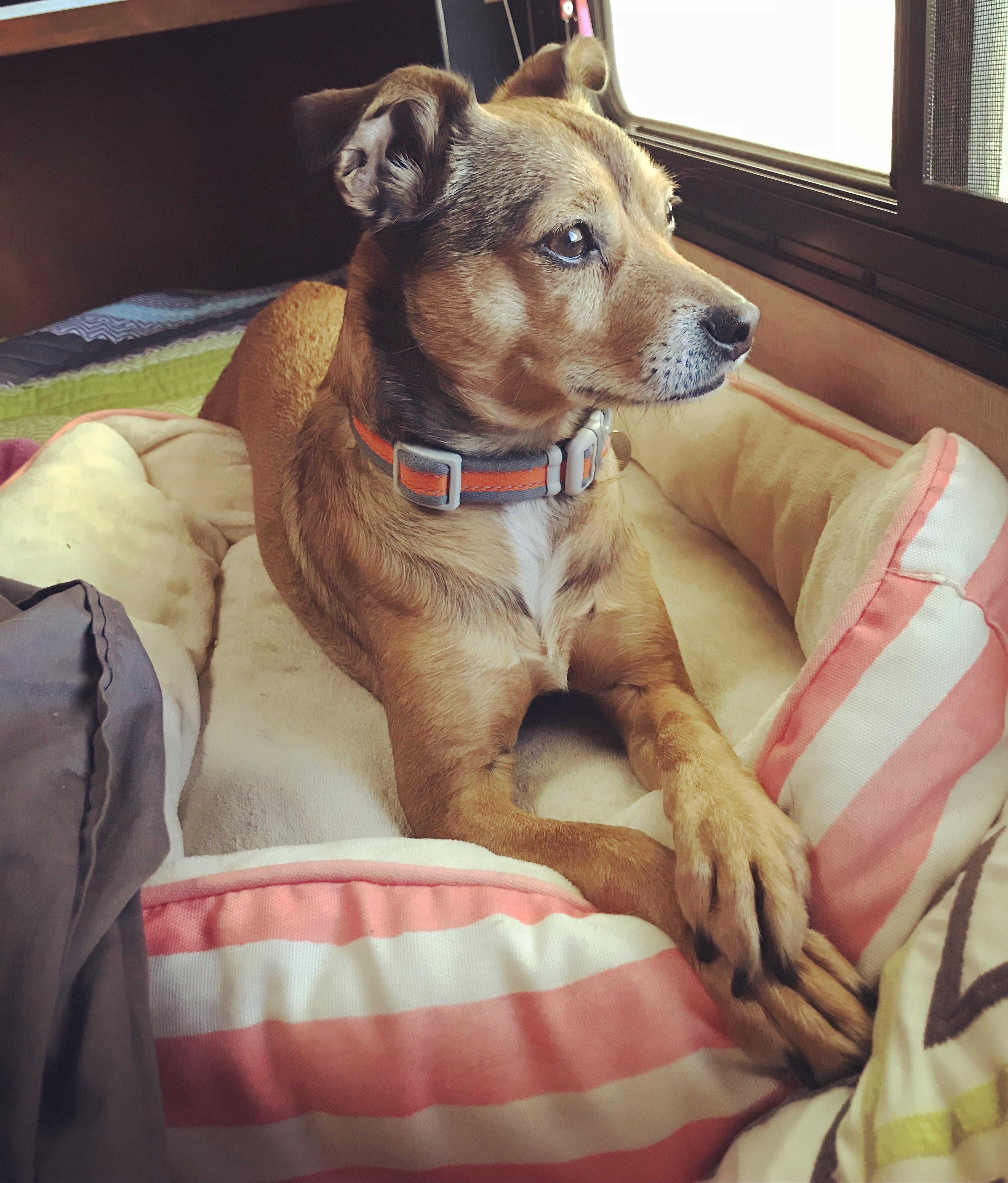 Manchester Terrier And Chihuahua Mix Cute of Animals