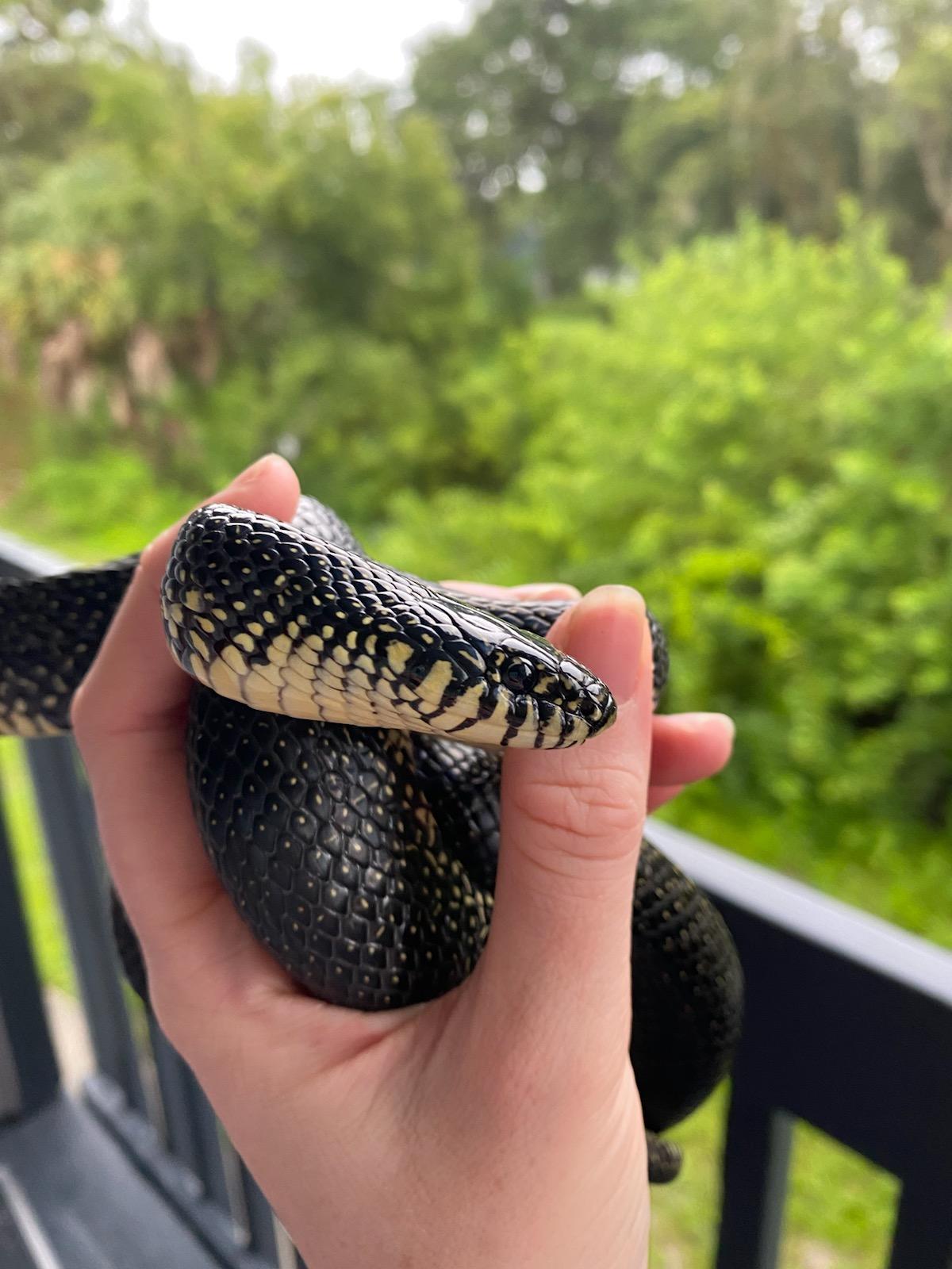 How much to feed a 1 year old MBK? kingsnakes