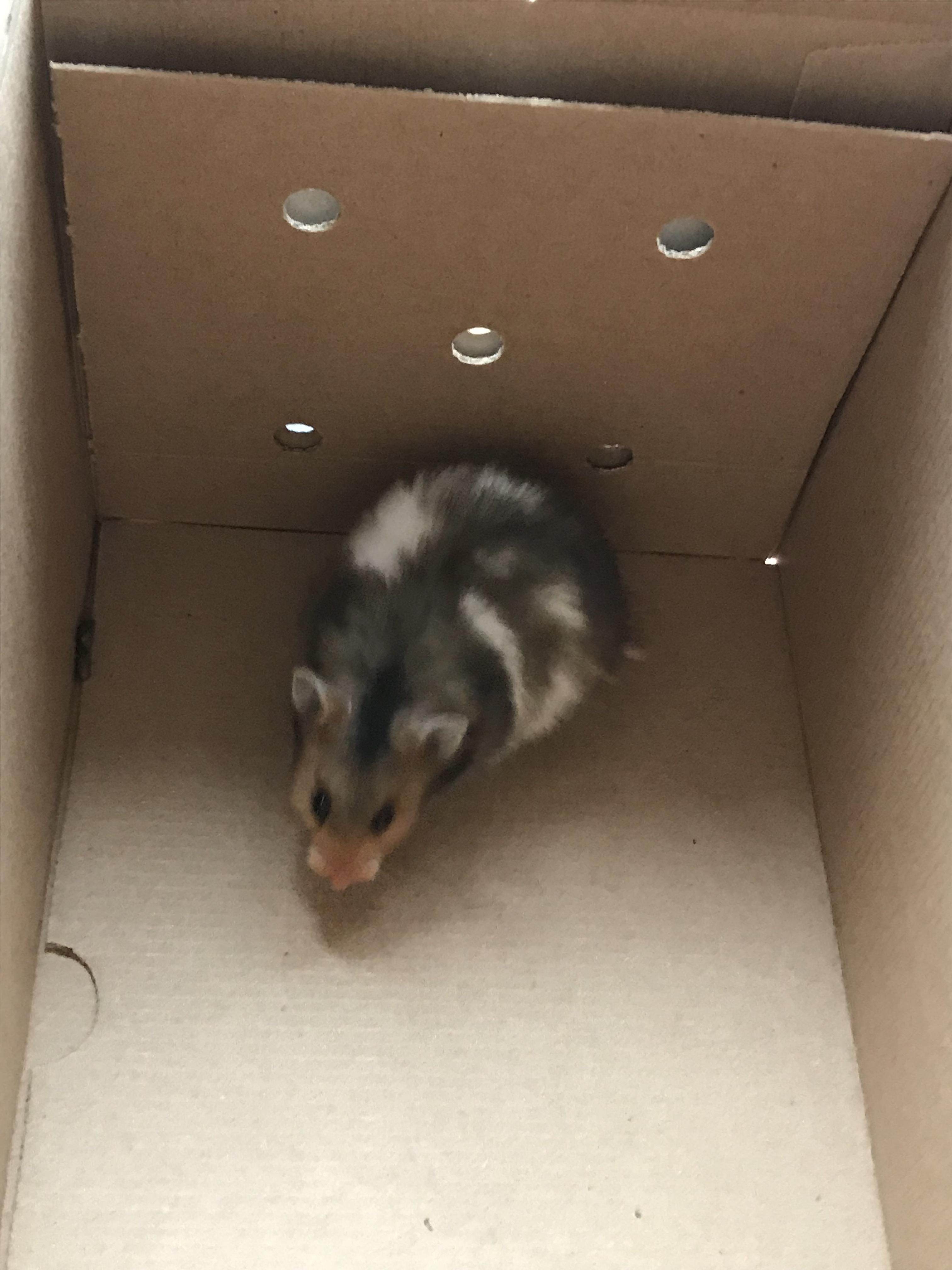 Reddit, meet my new hamster!! Name ideas? aww