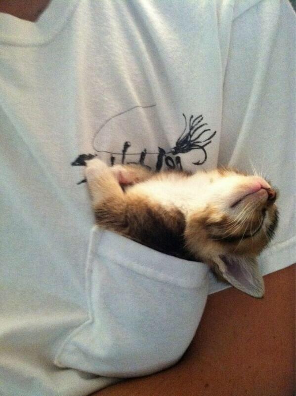 Pocket kitten r/aww
