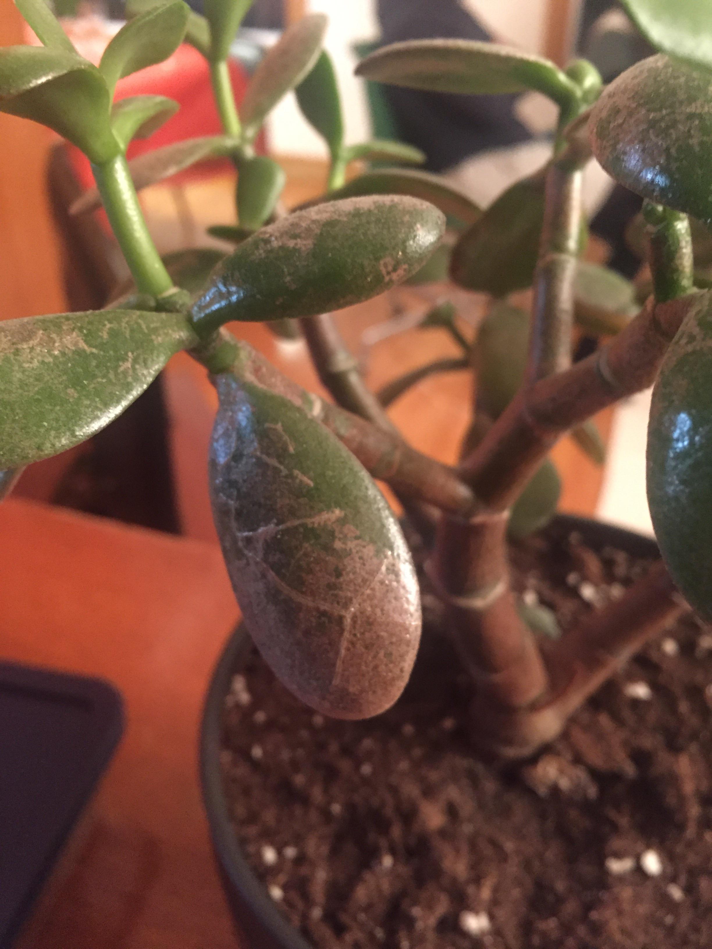 Any idea what this brown discolouration is on my Jade? The new leaves