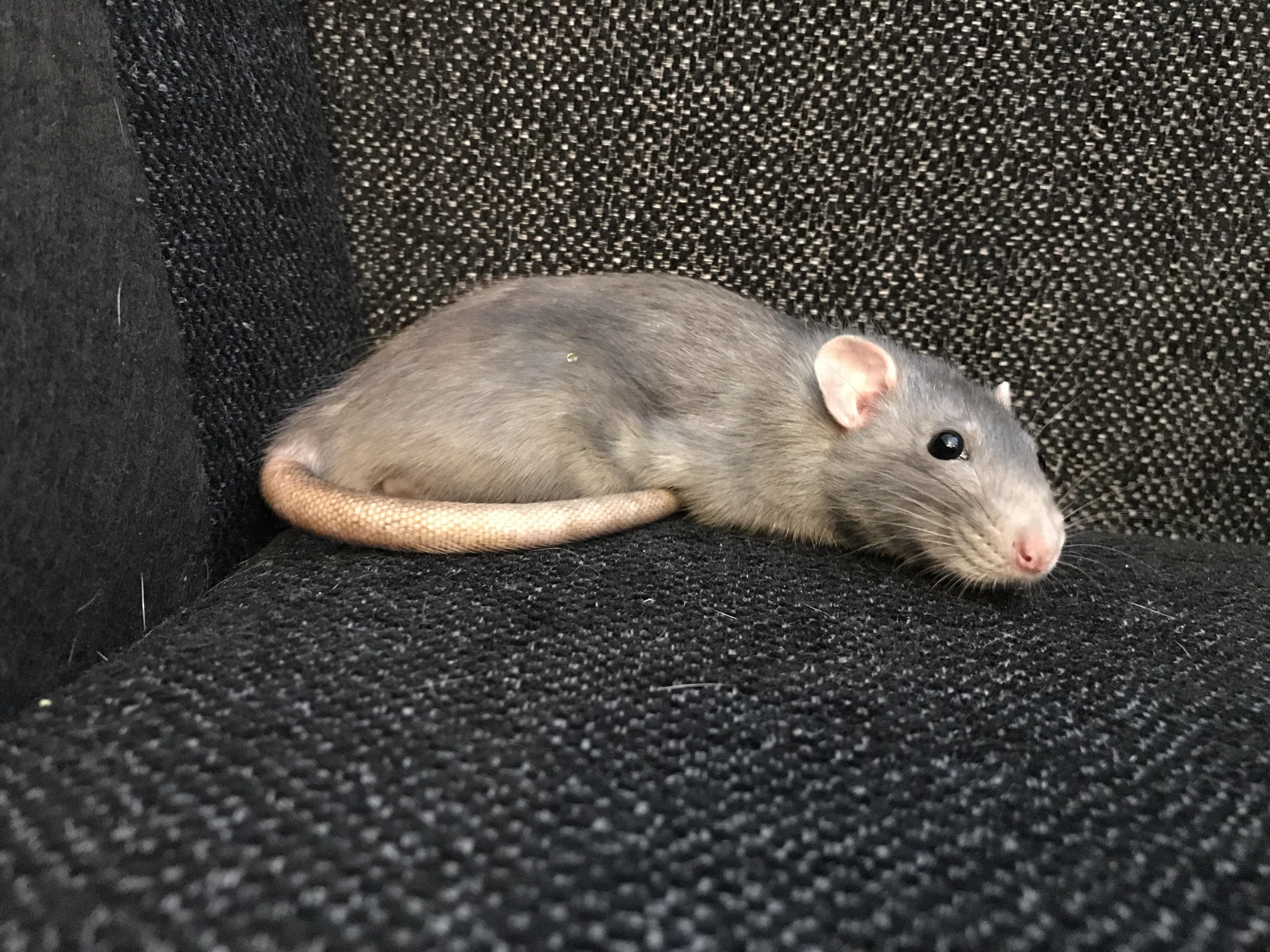 Long flat dumbo rat is being comfortable. Lilly is her name, biting