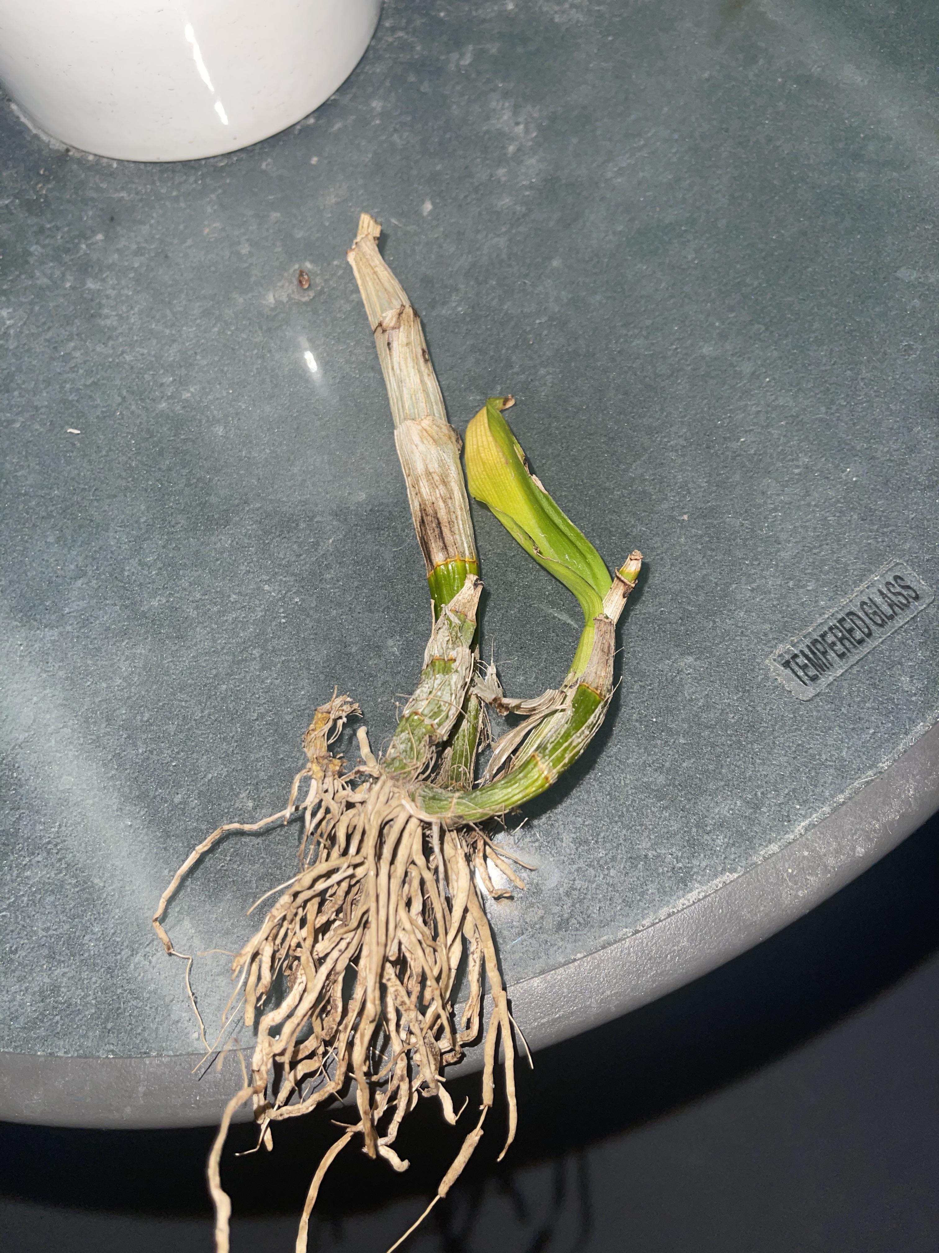 Dendrobium lost all leaves? Is this dead or dormant? r/orchids