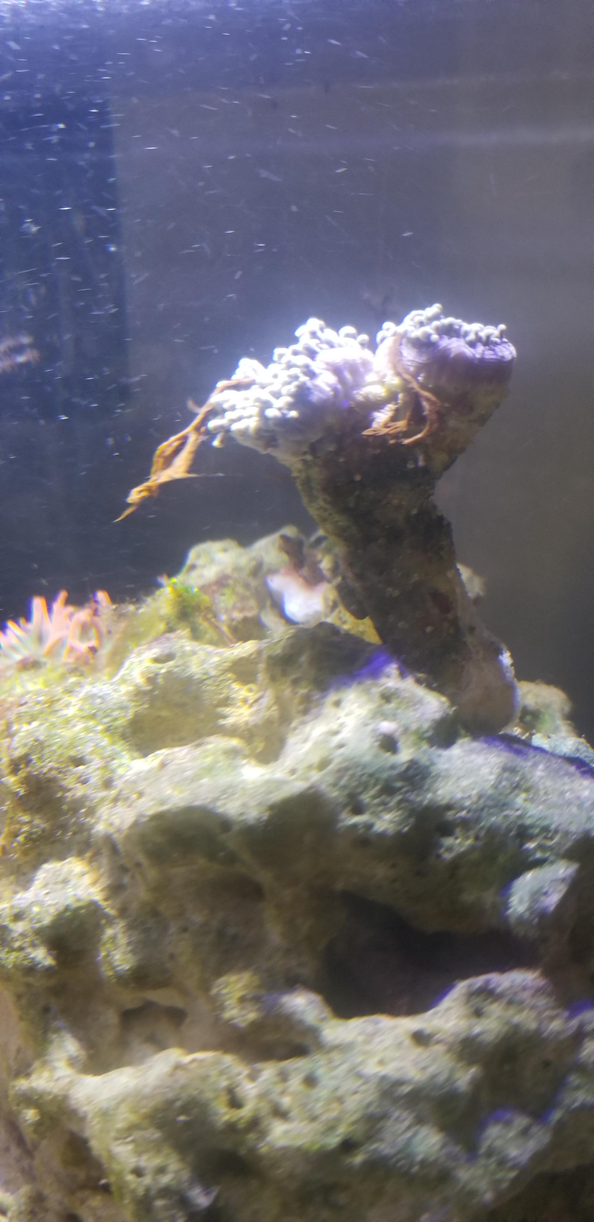 Whats this brown stuff coming from my torch coral? r/ReefTank
