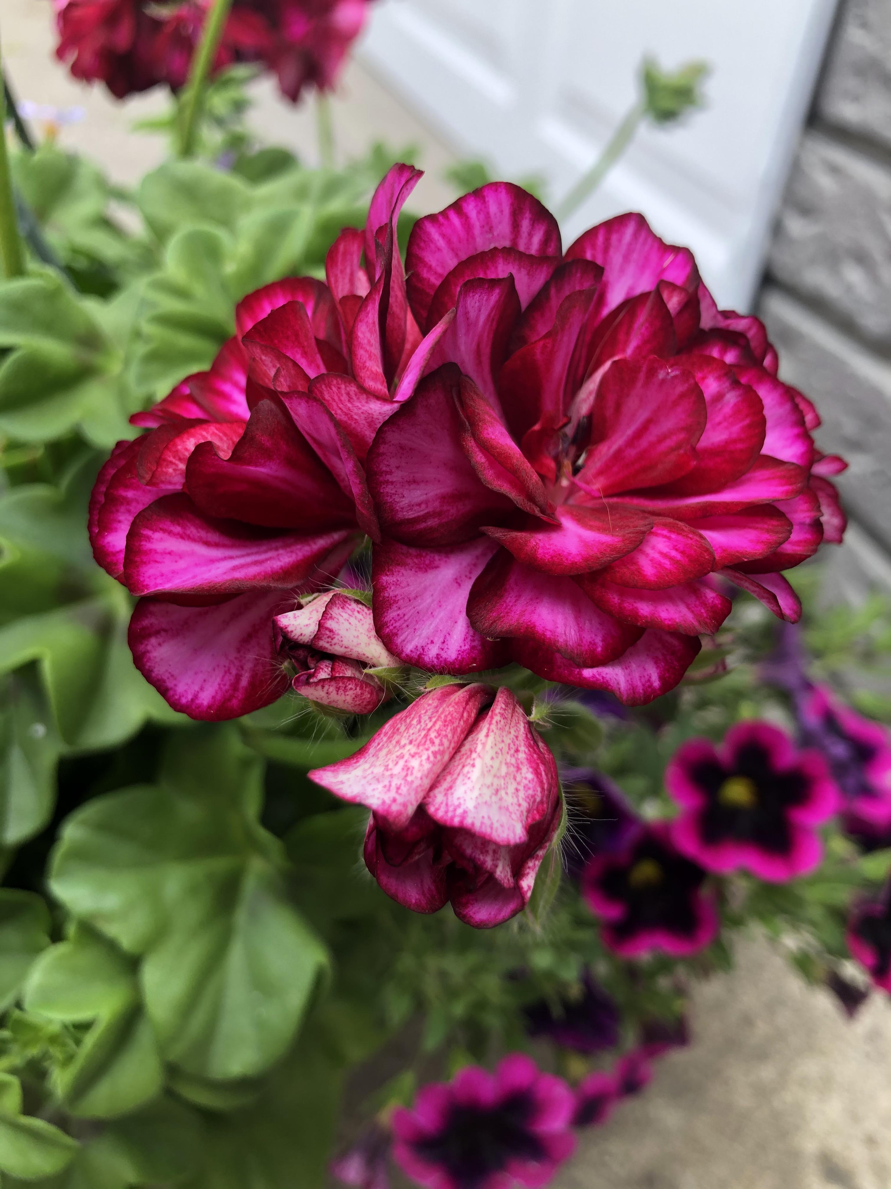 Probably the prettiest flower I’ve seen so far this summer r/flowers