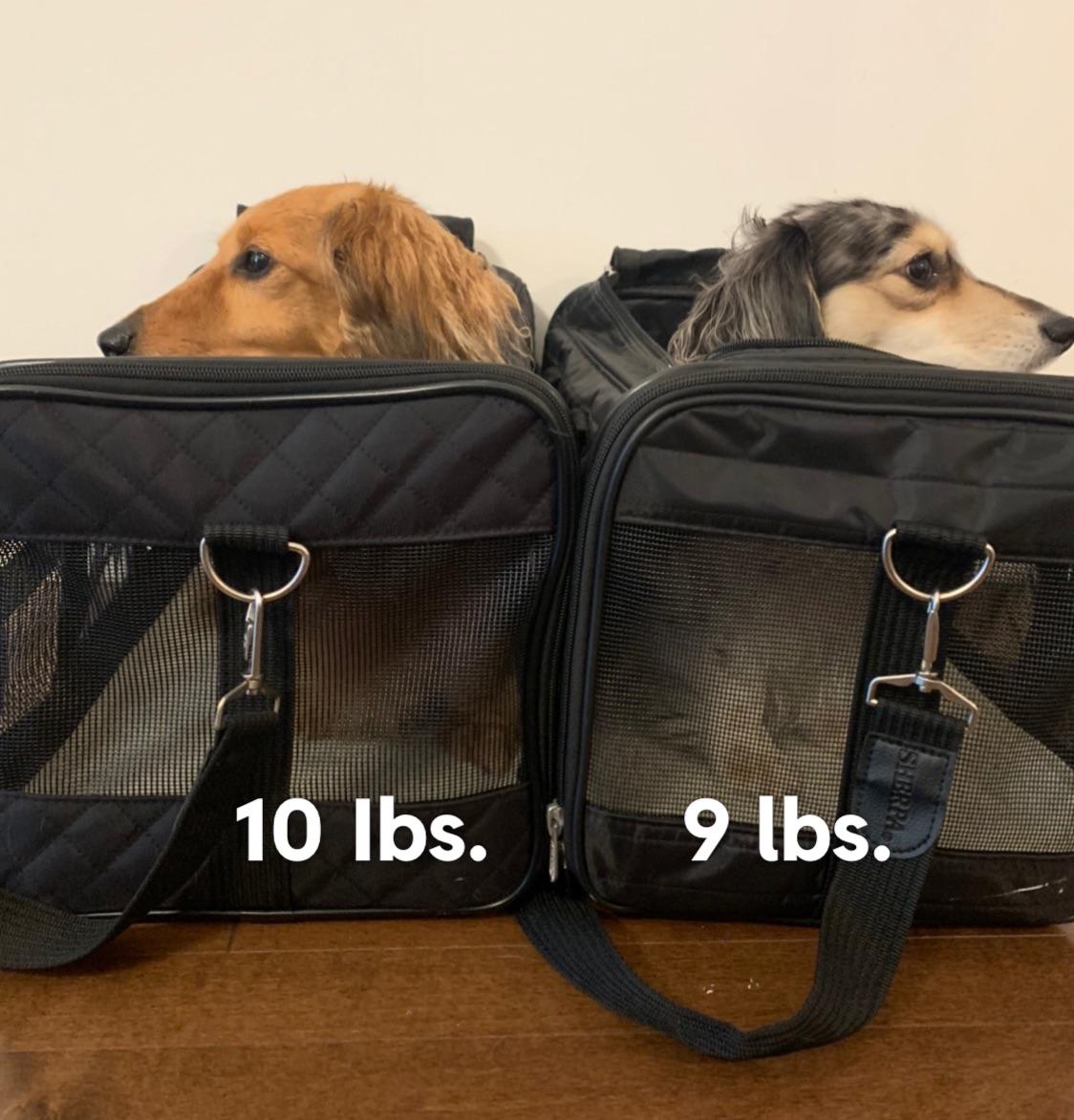 Too Big To Fly In Cabin? r/aircanada