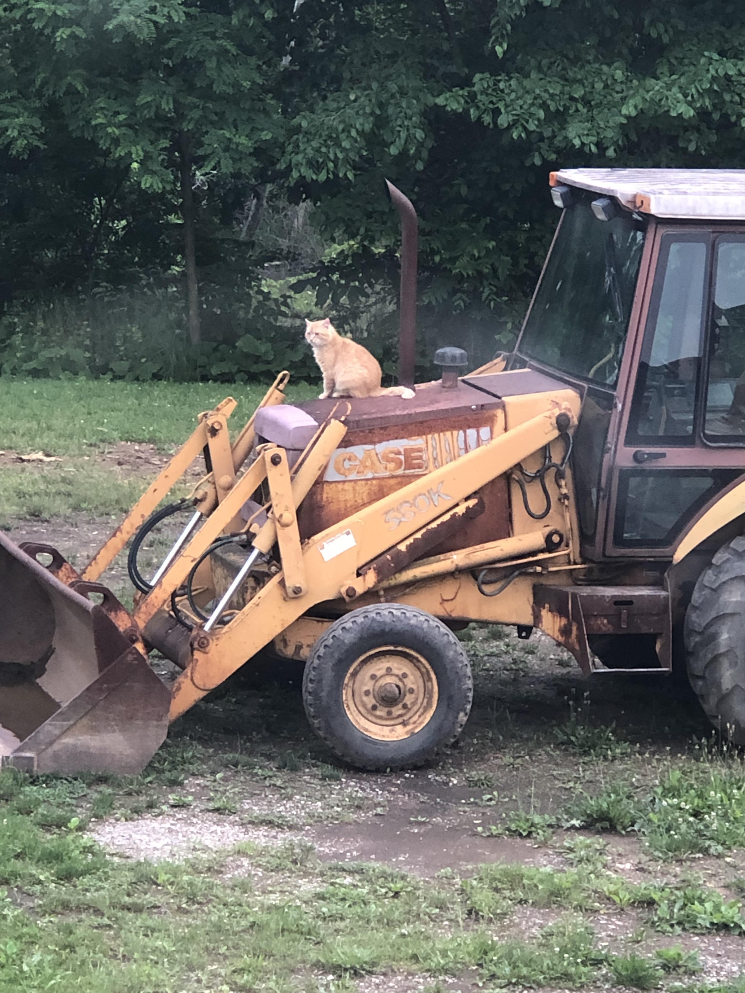 When the cat service tech goes over the case backhoe... r/Catswithjobs
