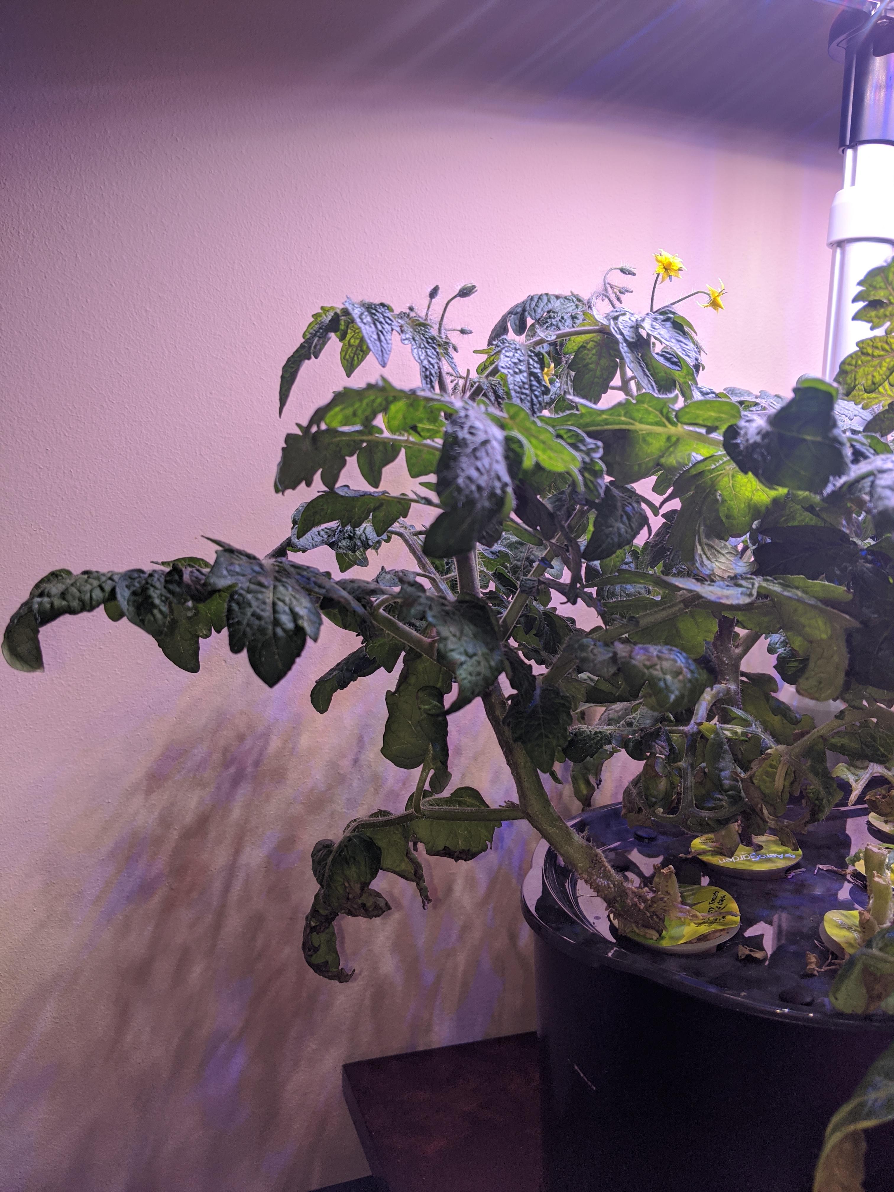 Pruning I'm afraid to hurt my plants! r/aerogarden