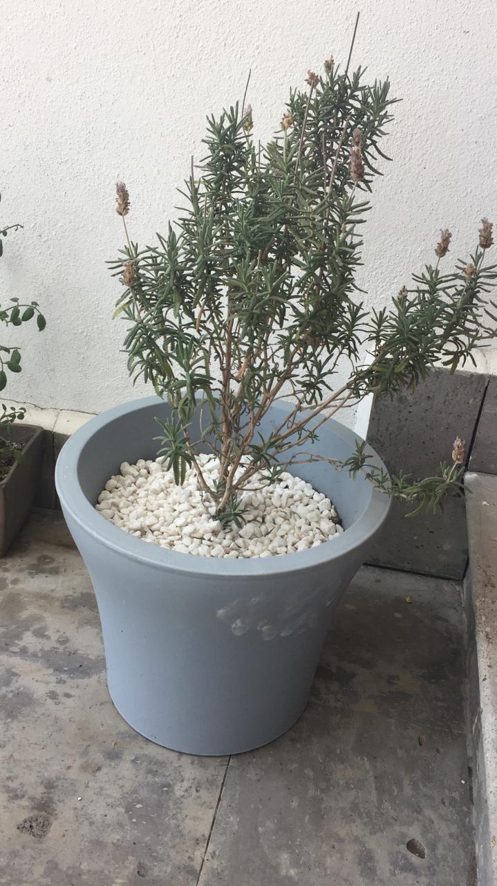 gf’s lavender flowers turning brown as soon as they bloom. don’t know