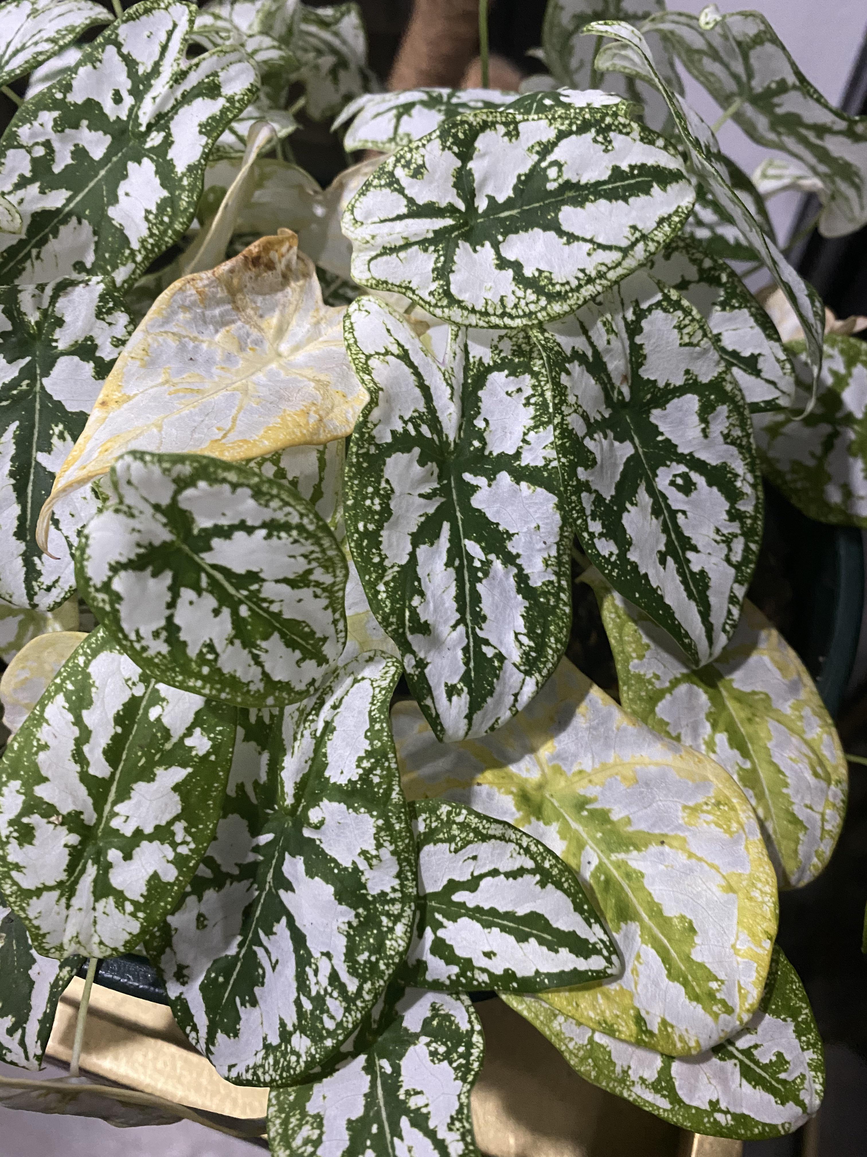 My dwarf caladium leaves are turning yellow one by one. They used to be