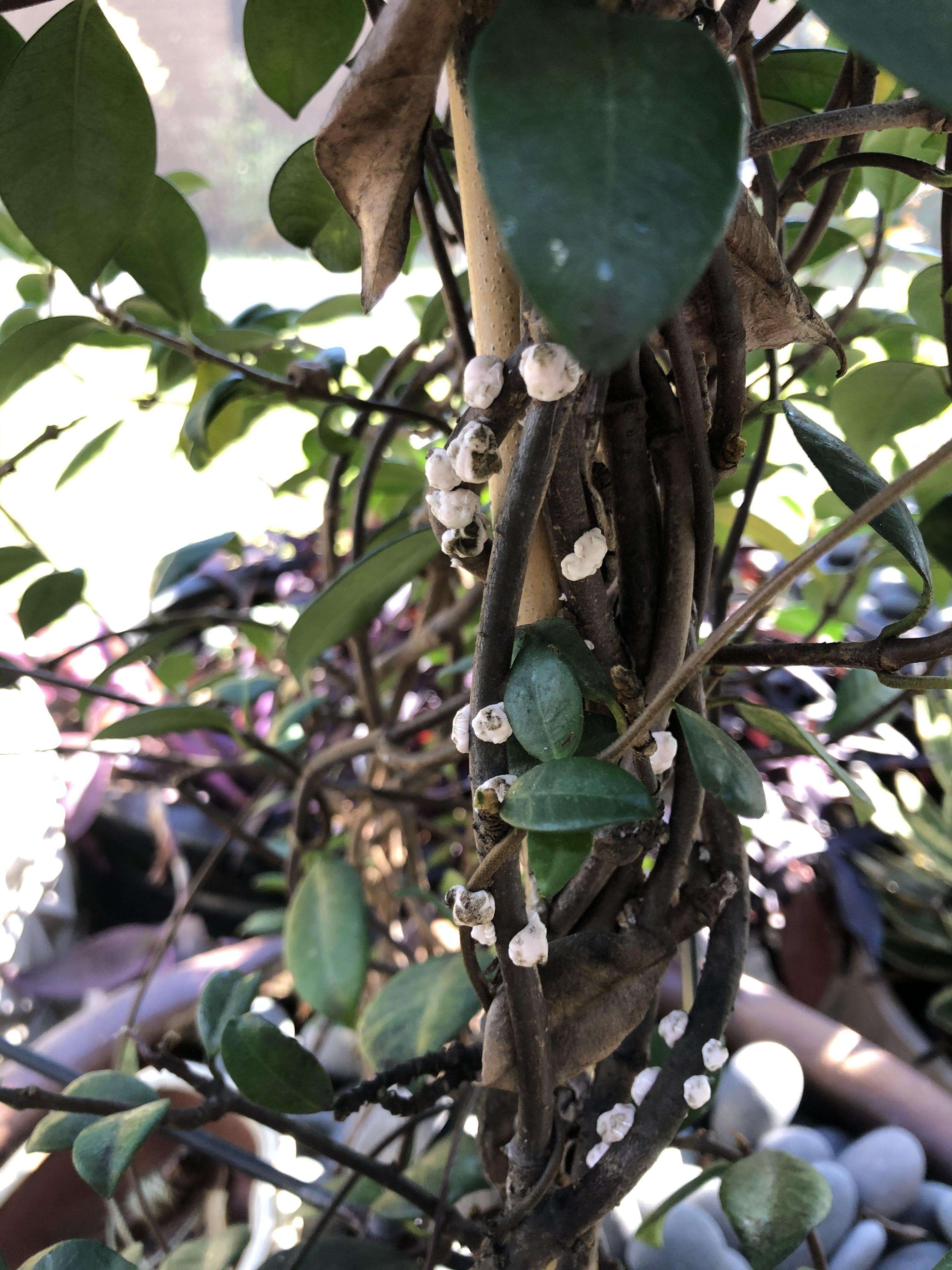 What kind of bug is on my jasmine? Central Florida. r/Entomology