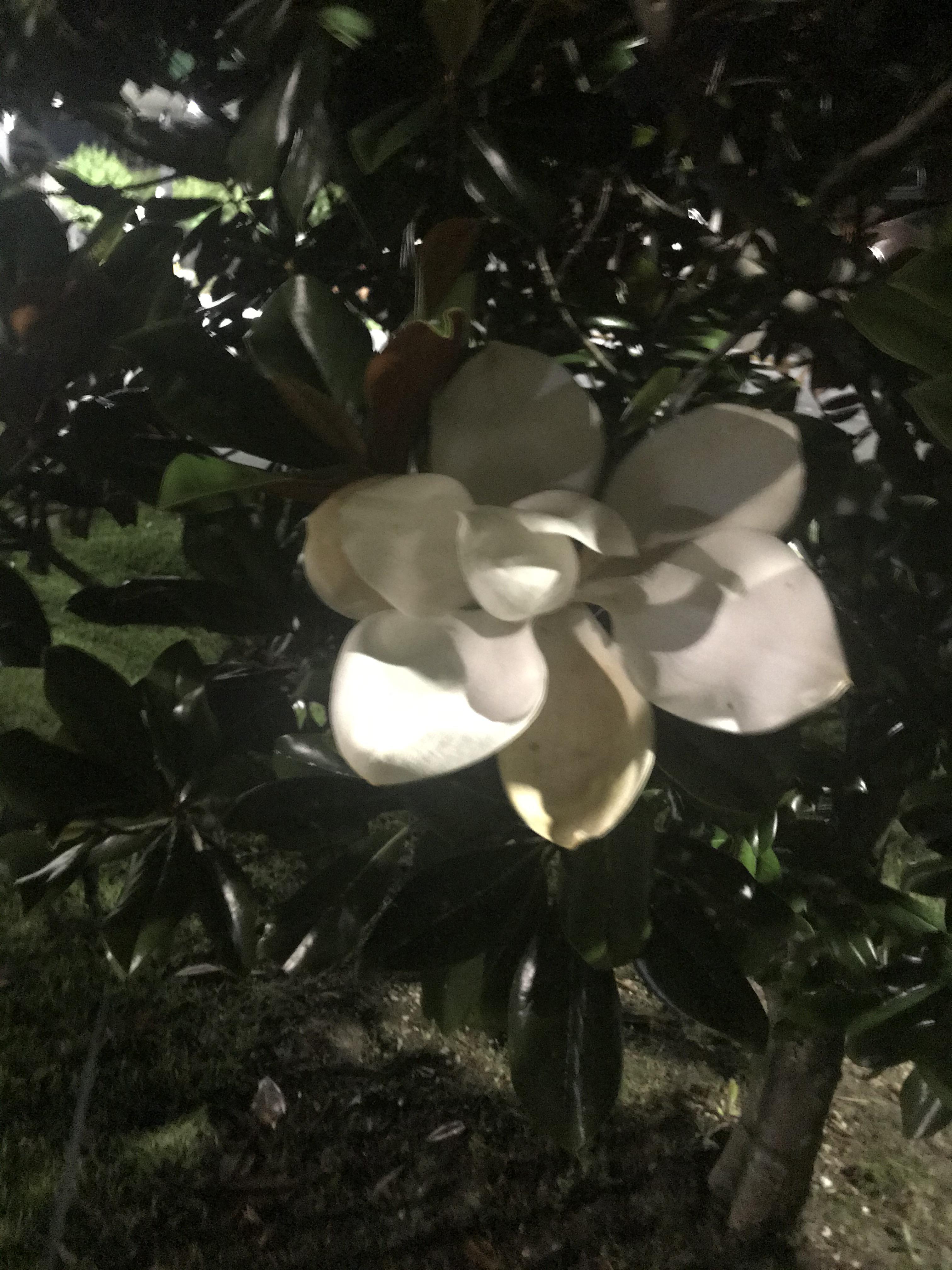 On a tree in Louisiana. Smells great! r/whatsthisplant
