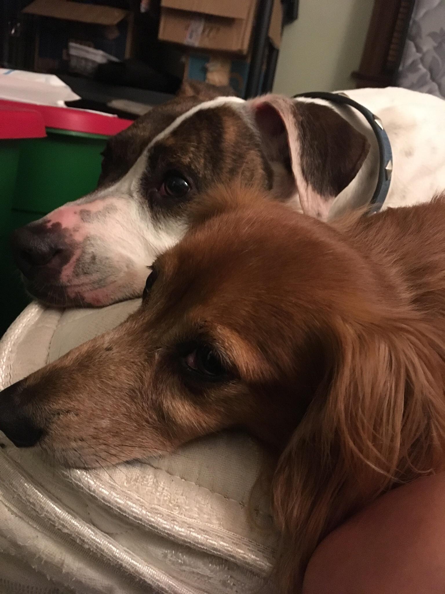Lost Dog ( StLouis
