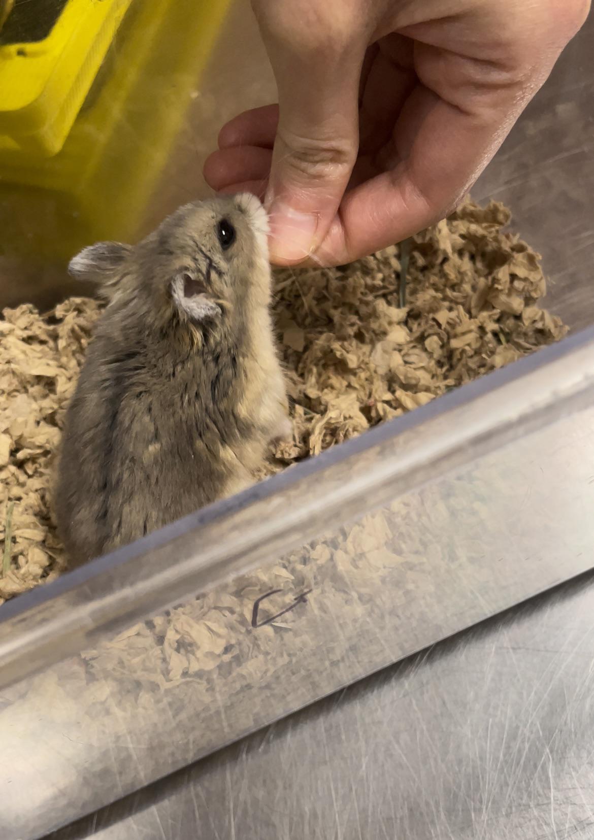 Unfortunately I had to say goodbye to another angel. This was her right