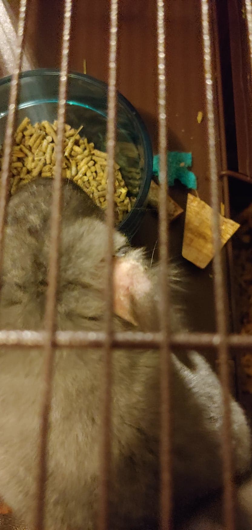 This is my 3 month old chinchillas ear. It's been like this for a few