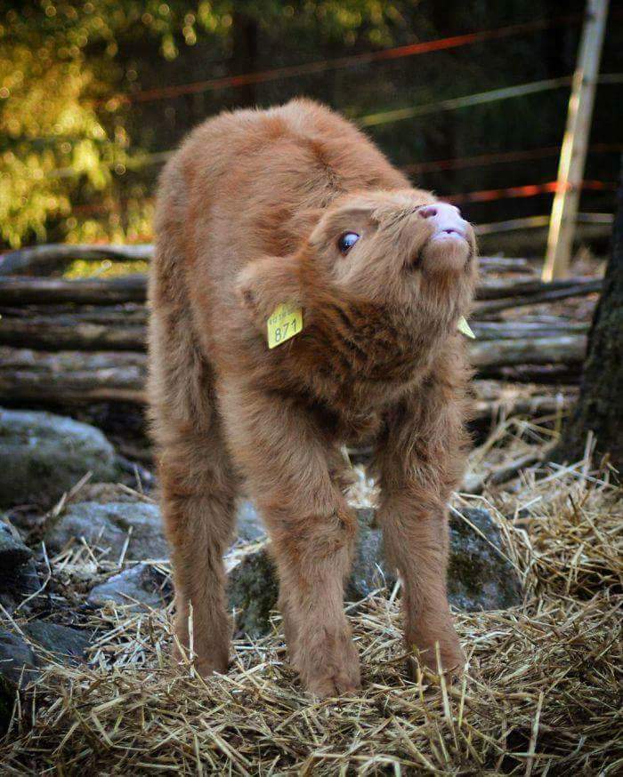 PsBattle Stretching baby cow