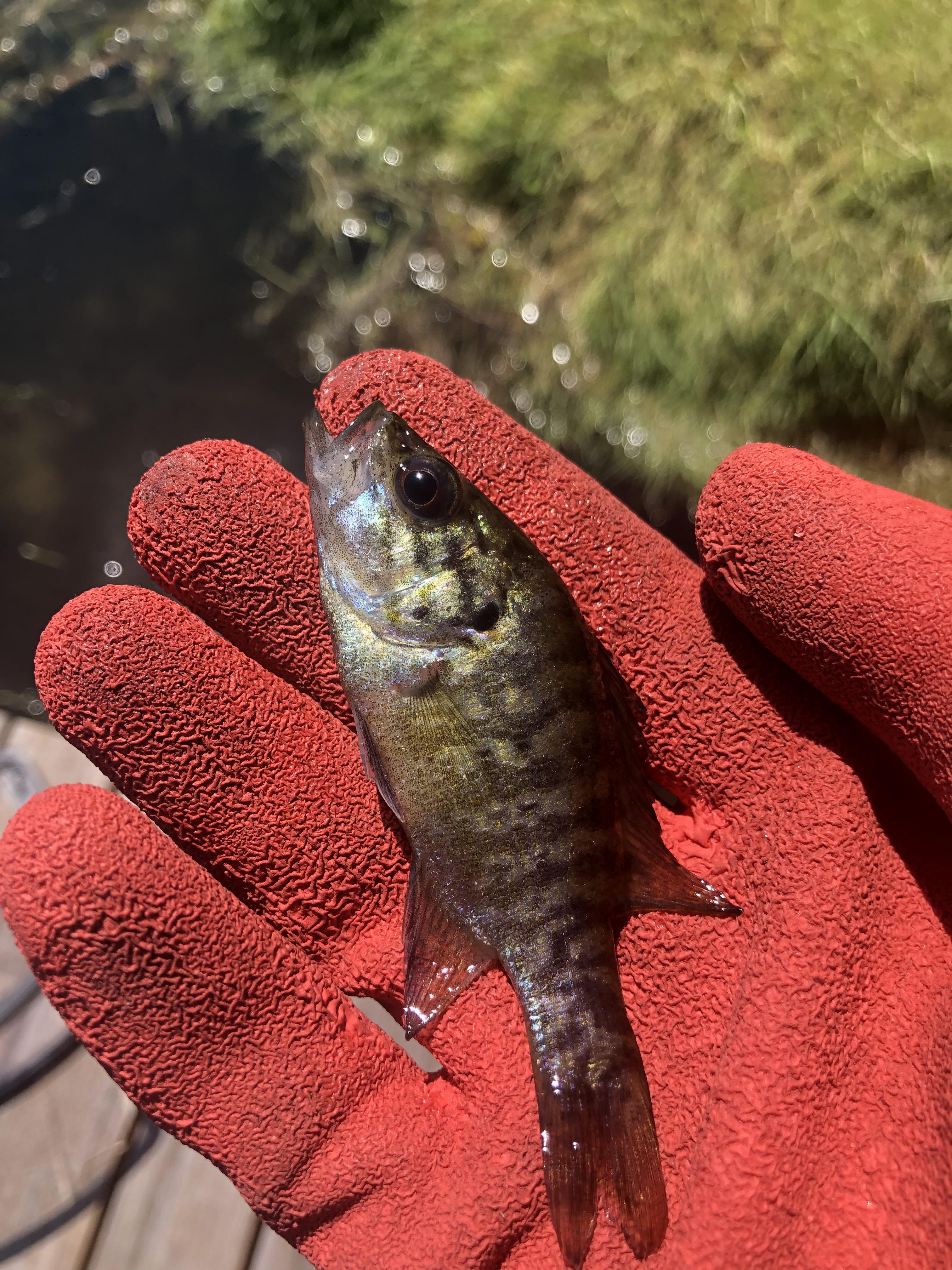 Baby Bass caught while weeding my shoreline r/MicroFishing