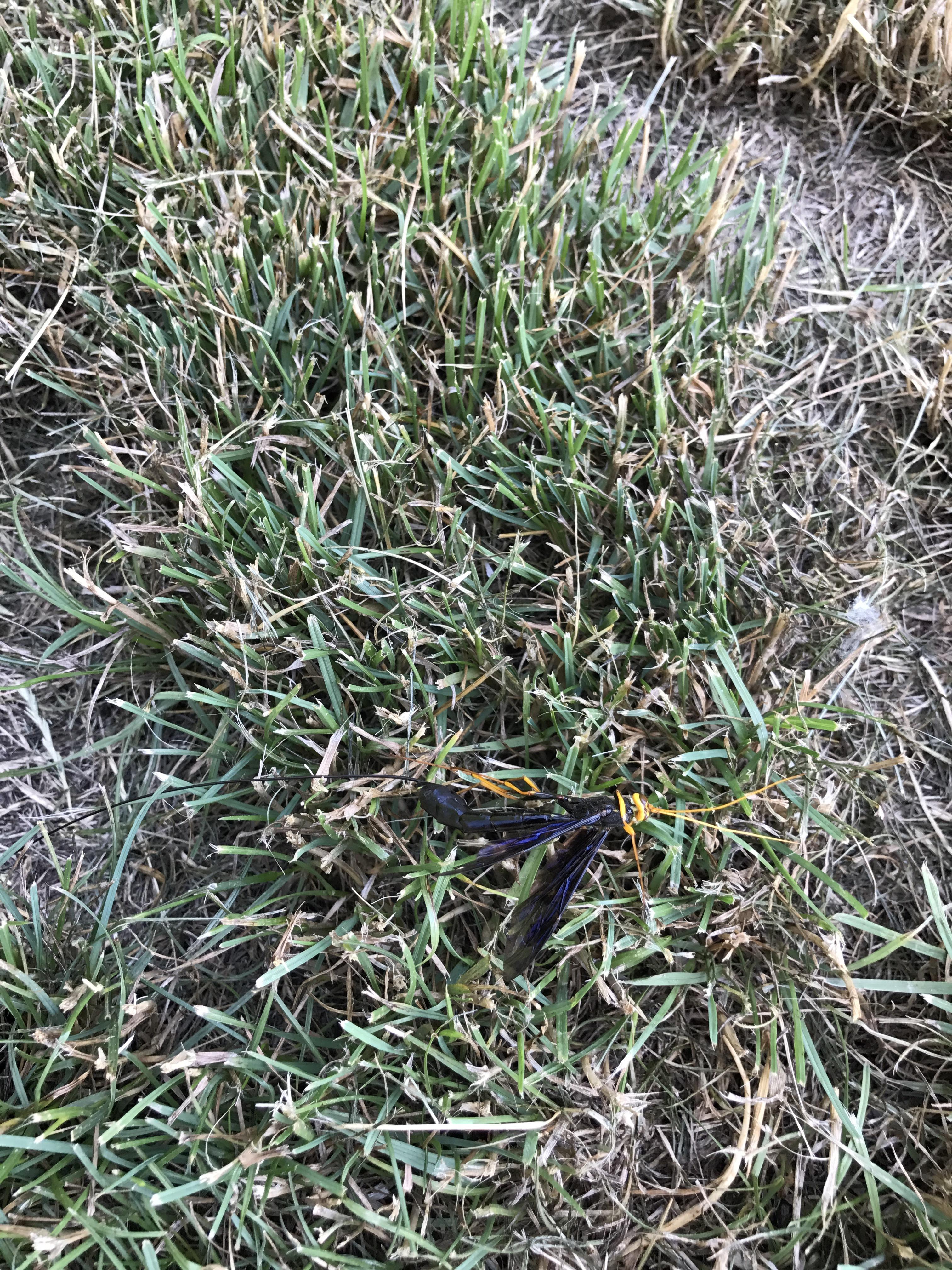 What is this insect? Found in central North Dakota. r/whatsthisbug