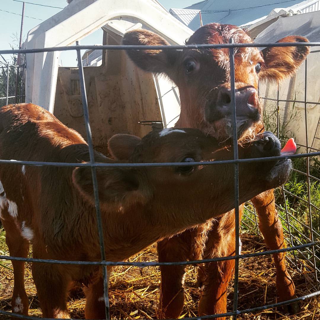 Cy and Clone, two Ayrshire bull calves born this past weekend. r/pics