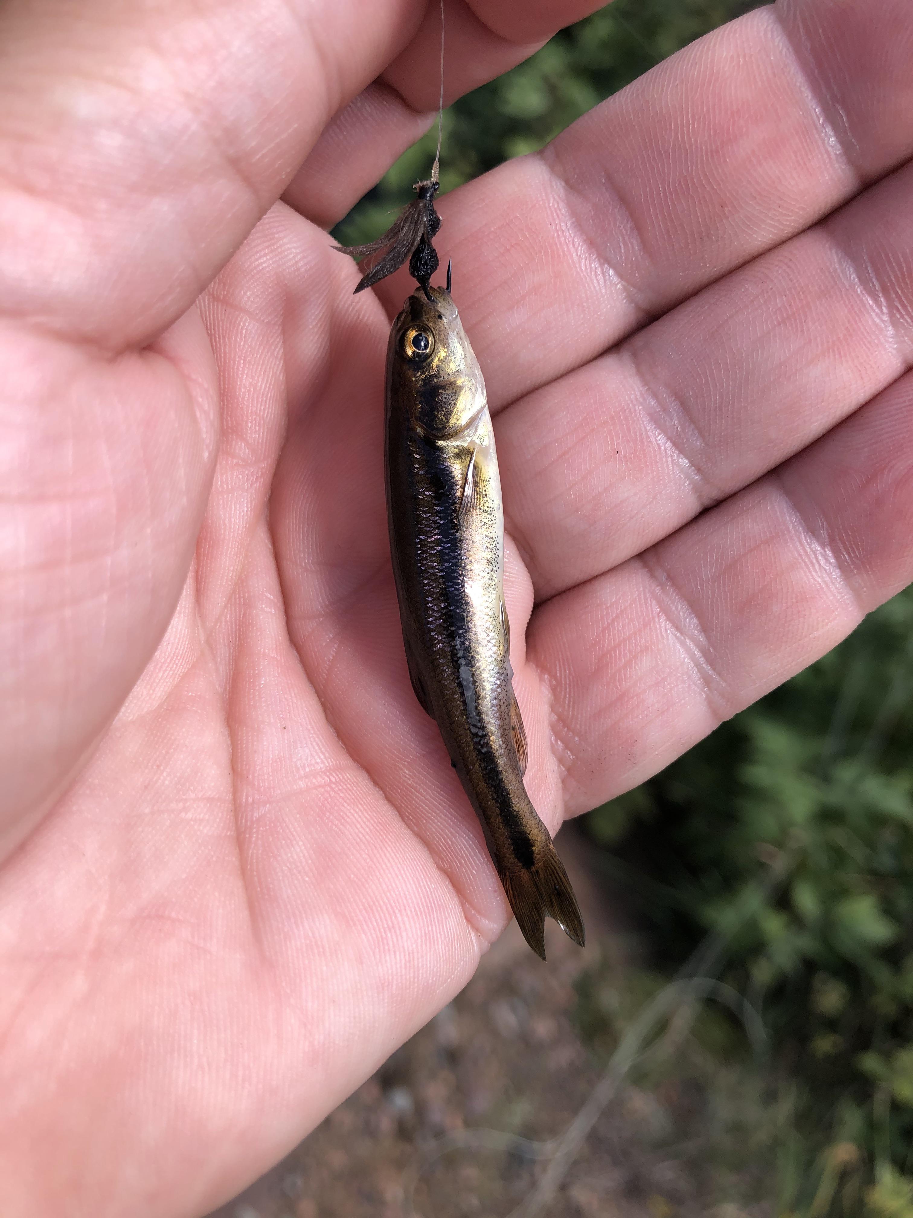 We need more trophy shots here! My personal best... whatever minnow this is 👀. Because I don’t