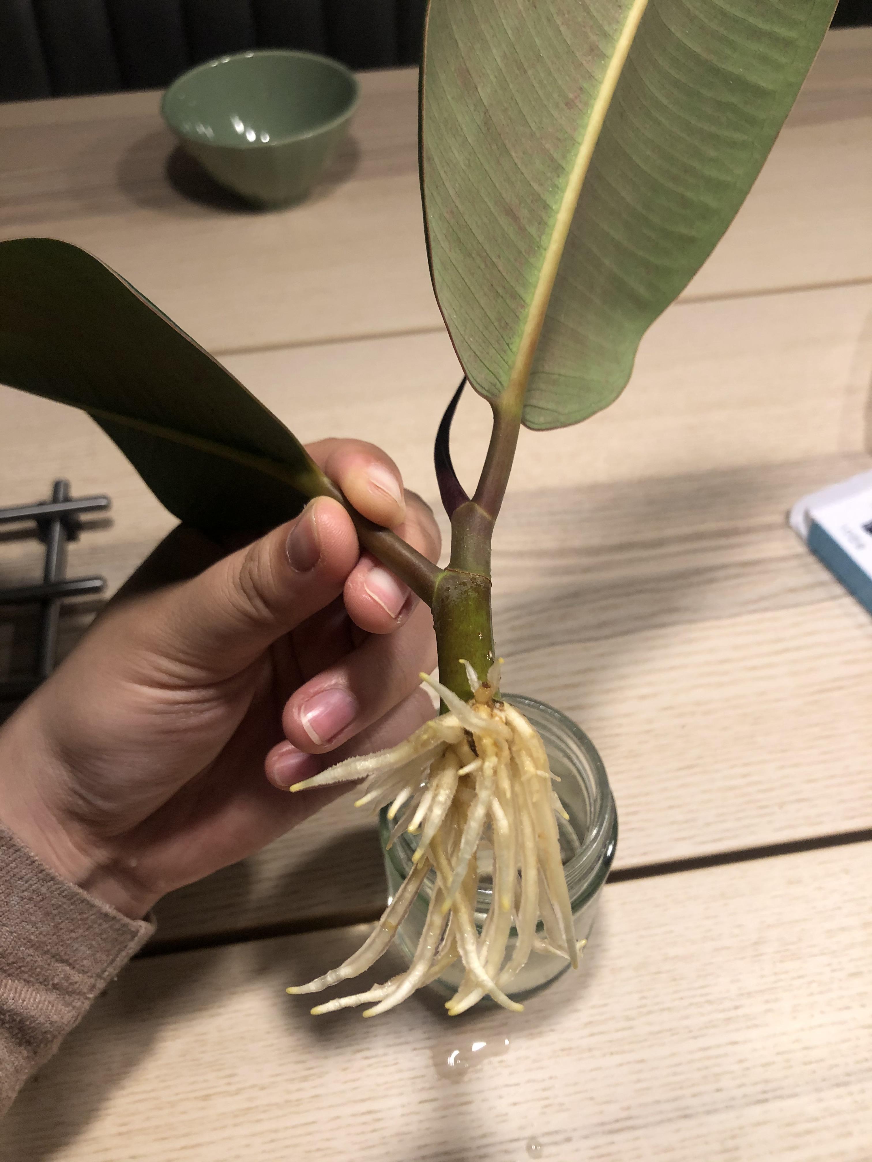 My rubber tree cutting is perfectly rooted and now ready to be planted