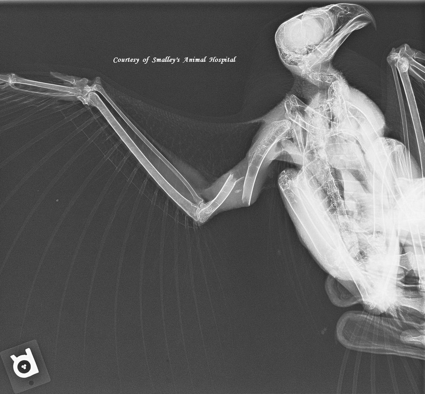 Palmer's Xrays released r/AZCardinals