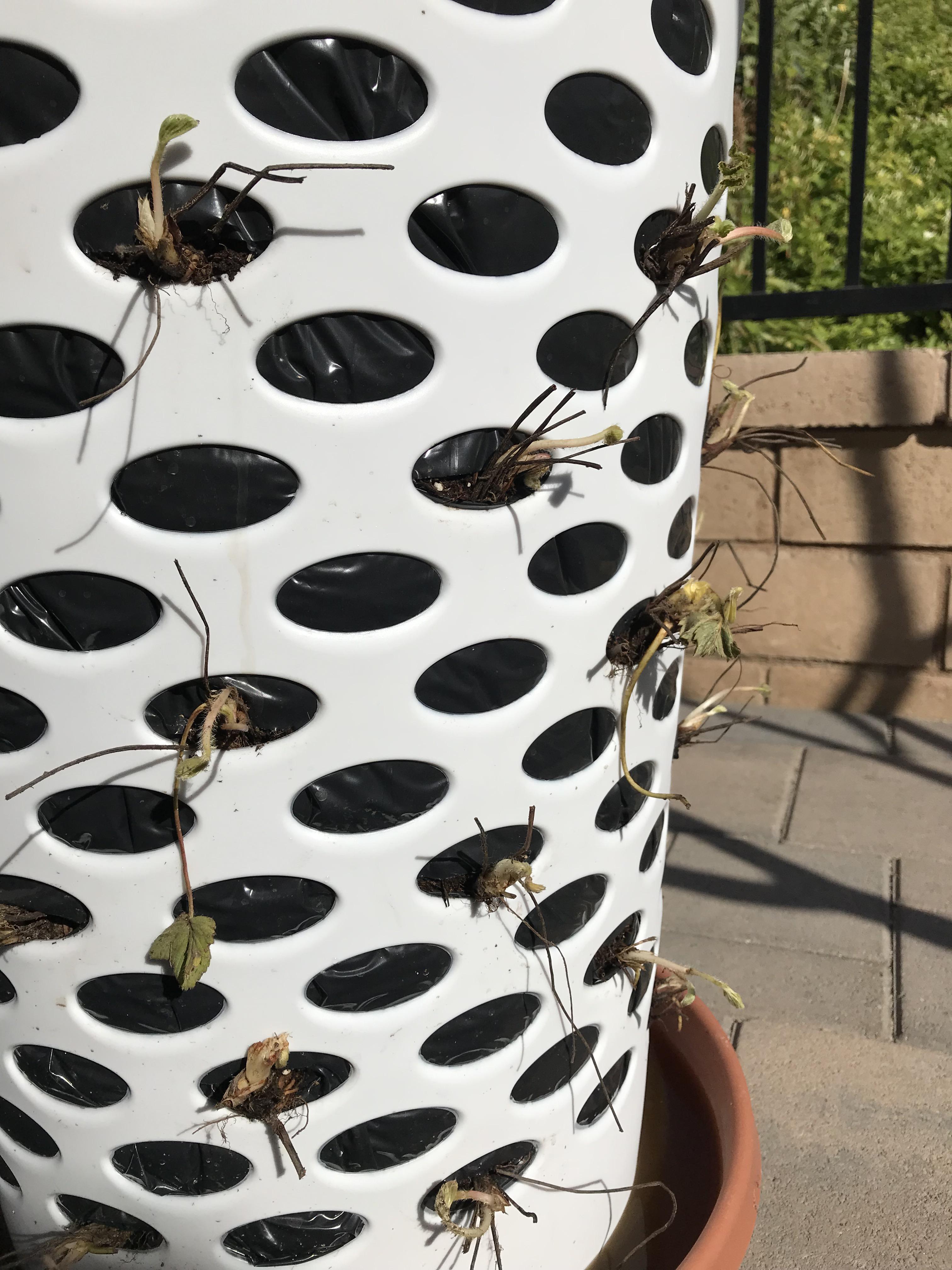 Weekend project... Laundry basket + bare root strawberries = Strawberry